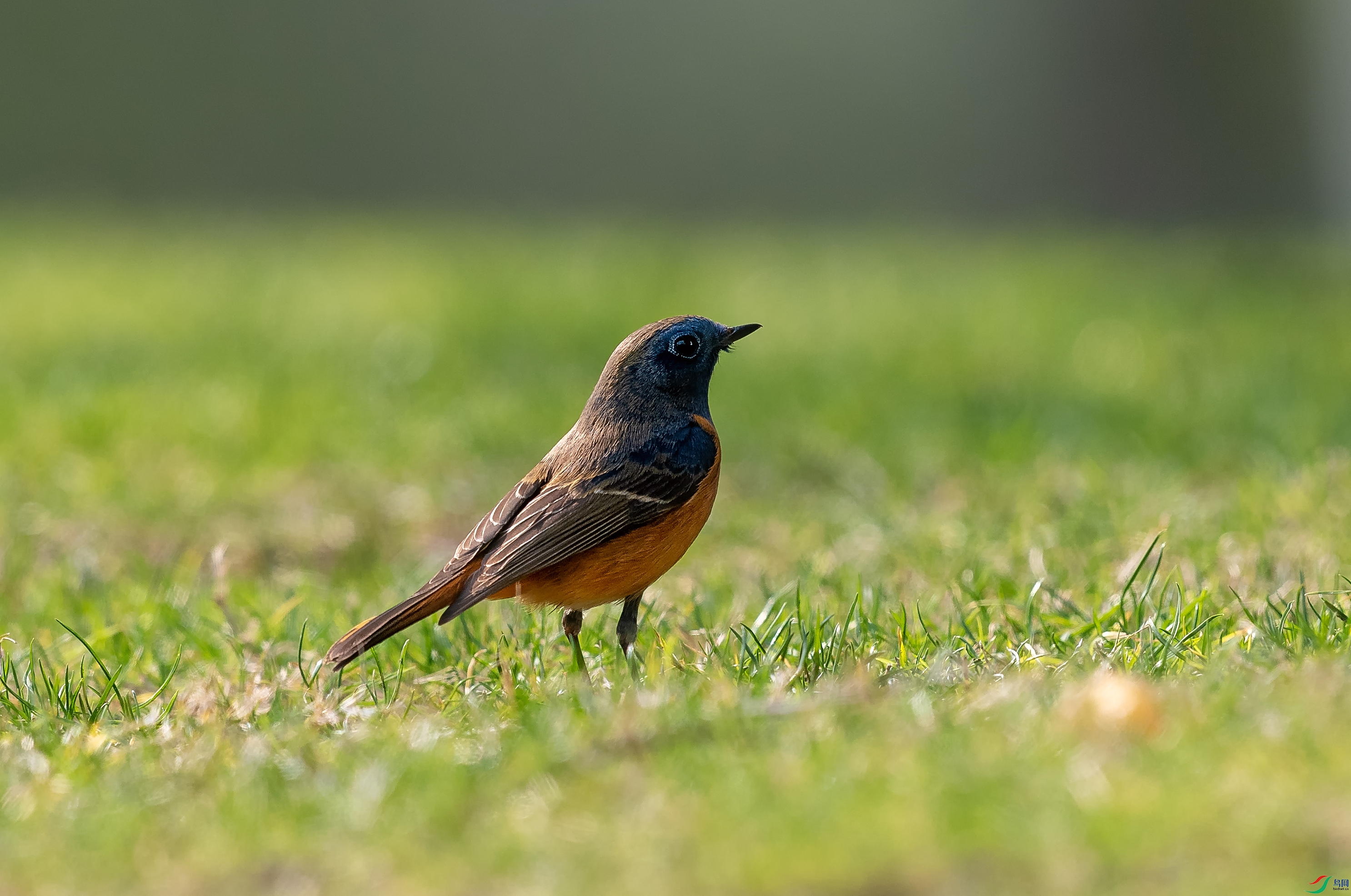 DSC_7508.jpg