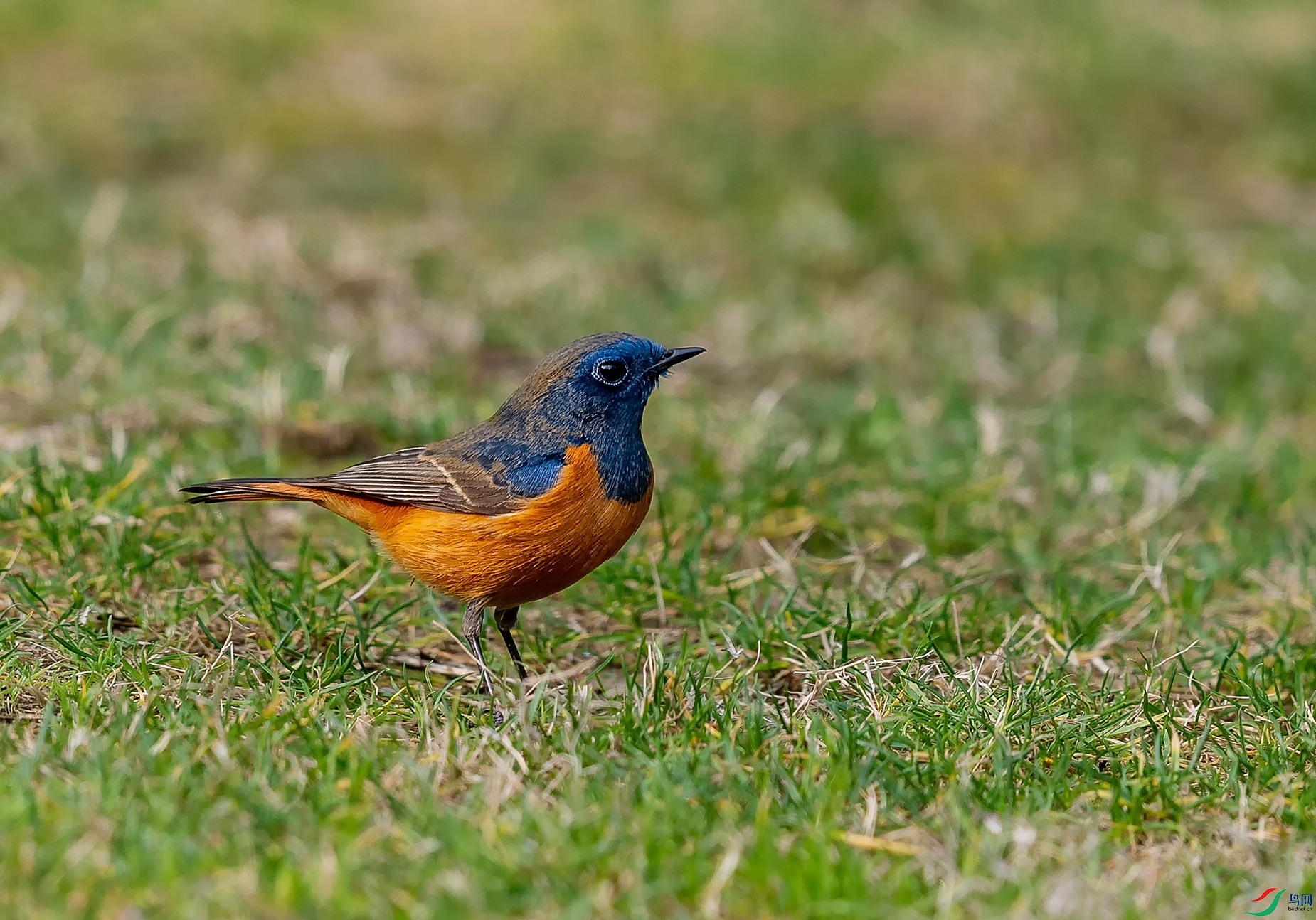 DSC_7413-1.jpg