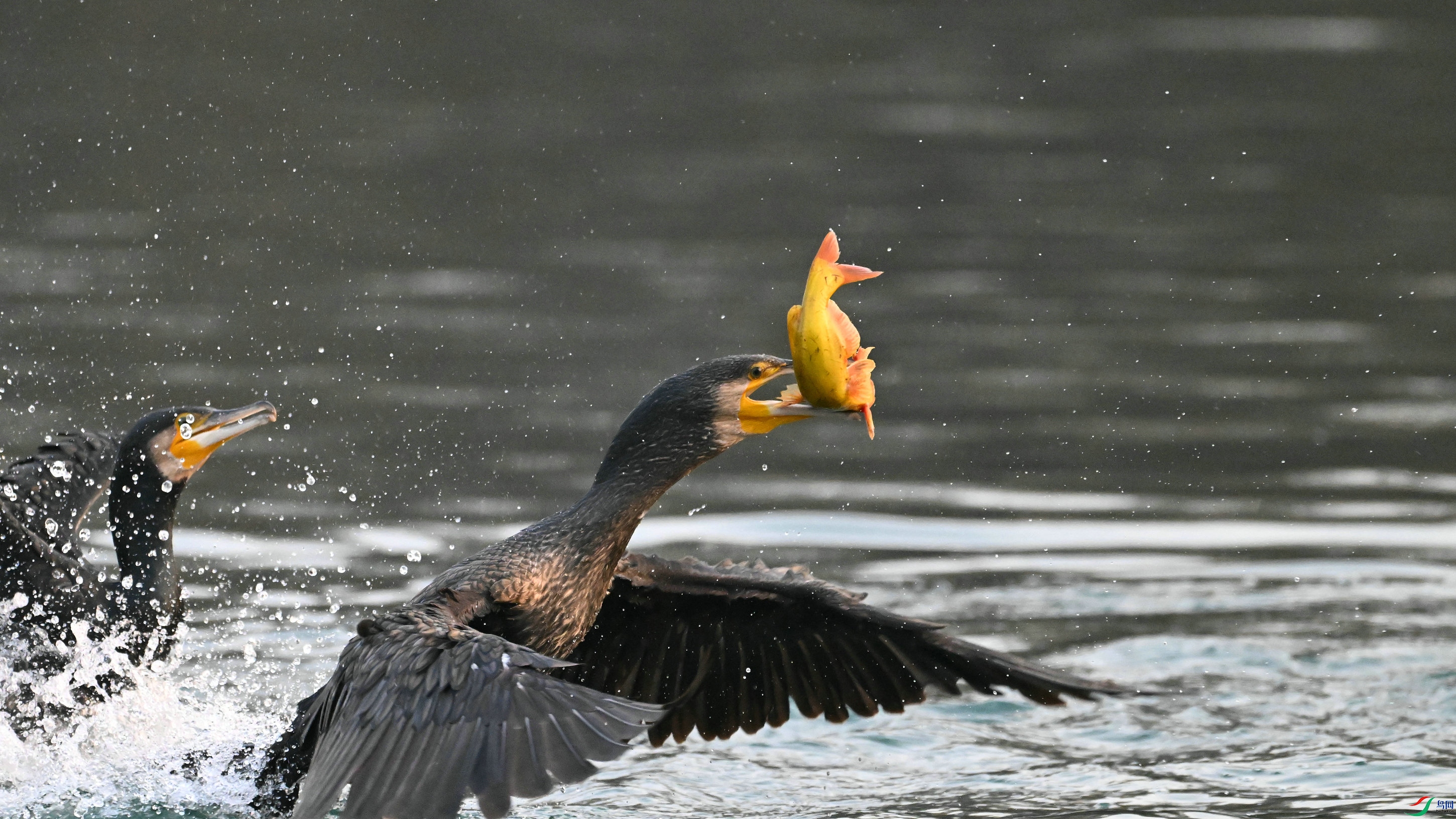 DSC_4026.JPG