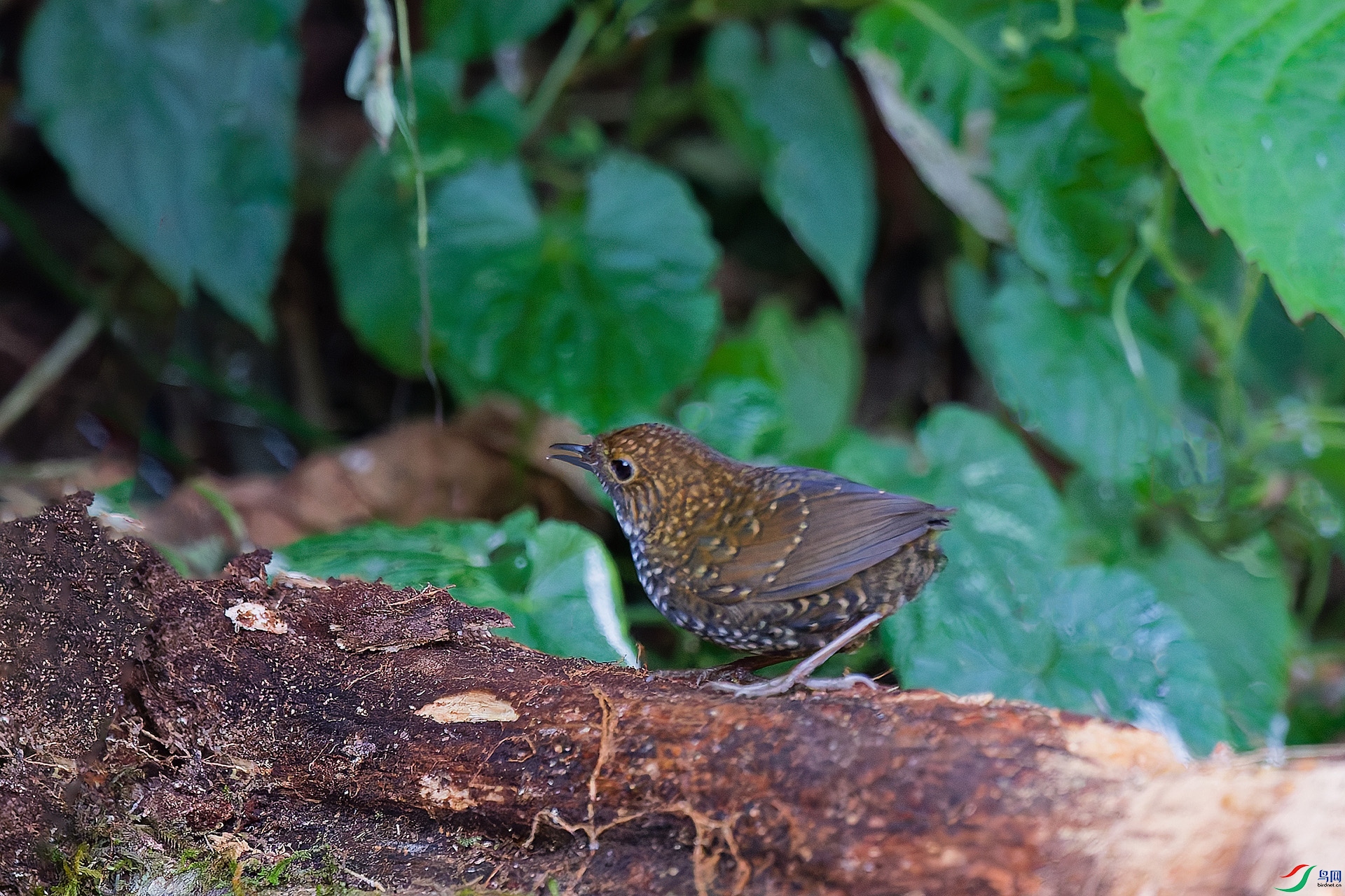 DSC_2818_DxO_DxOa.jpg