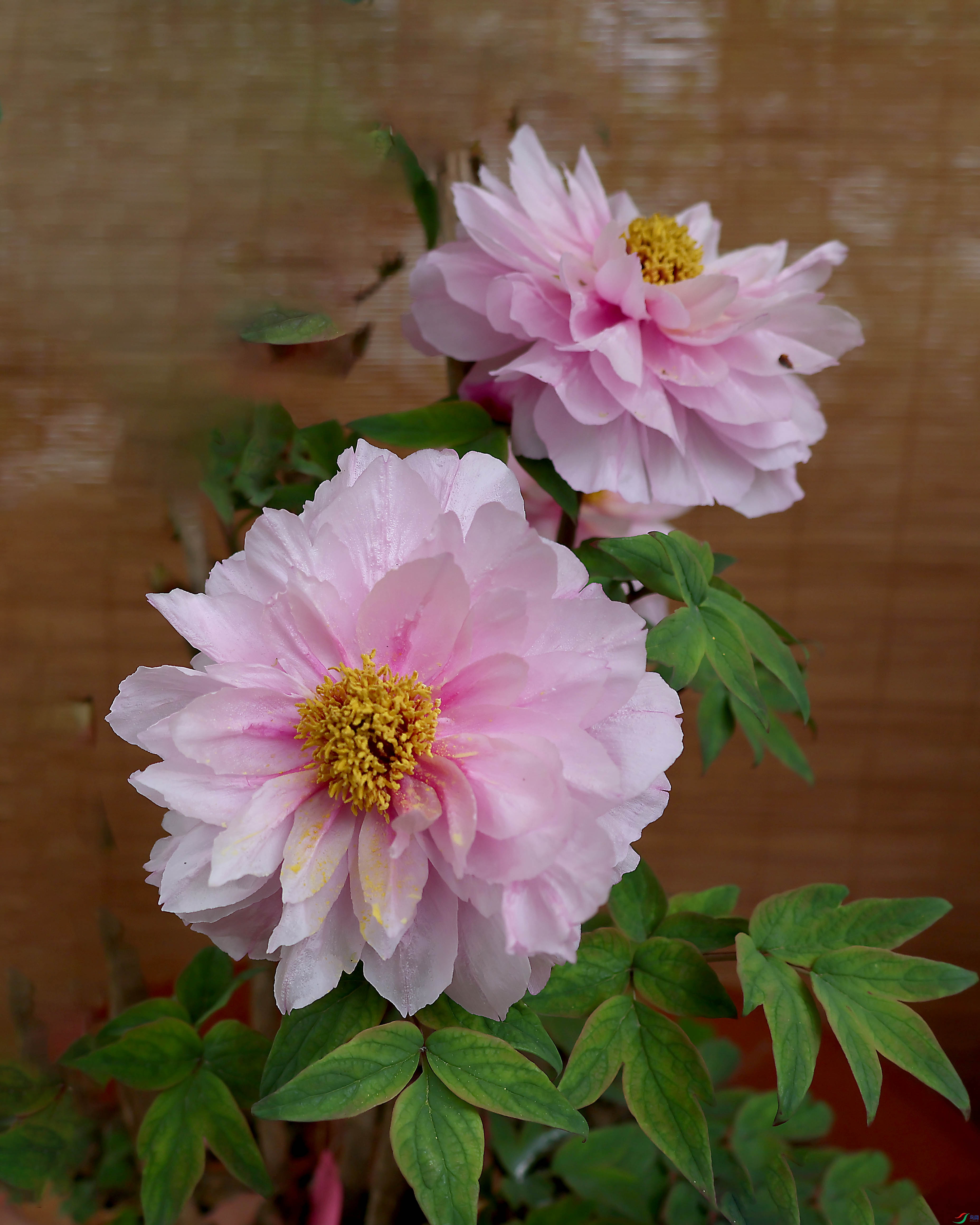 2G9A3815.JPG