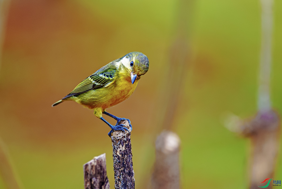 DSC_6615-����ǿ.jpg