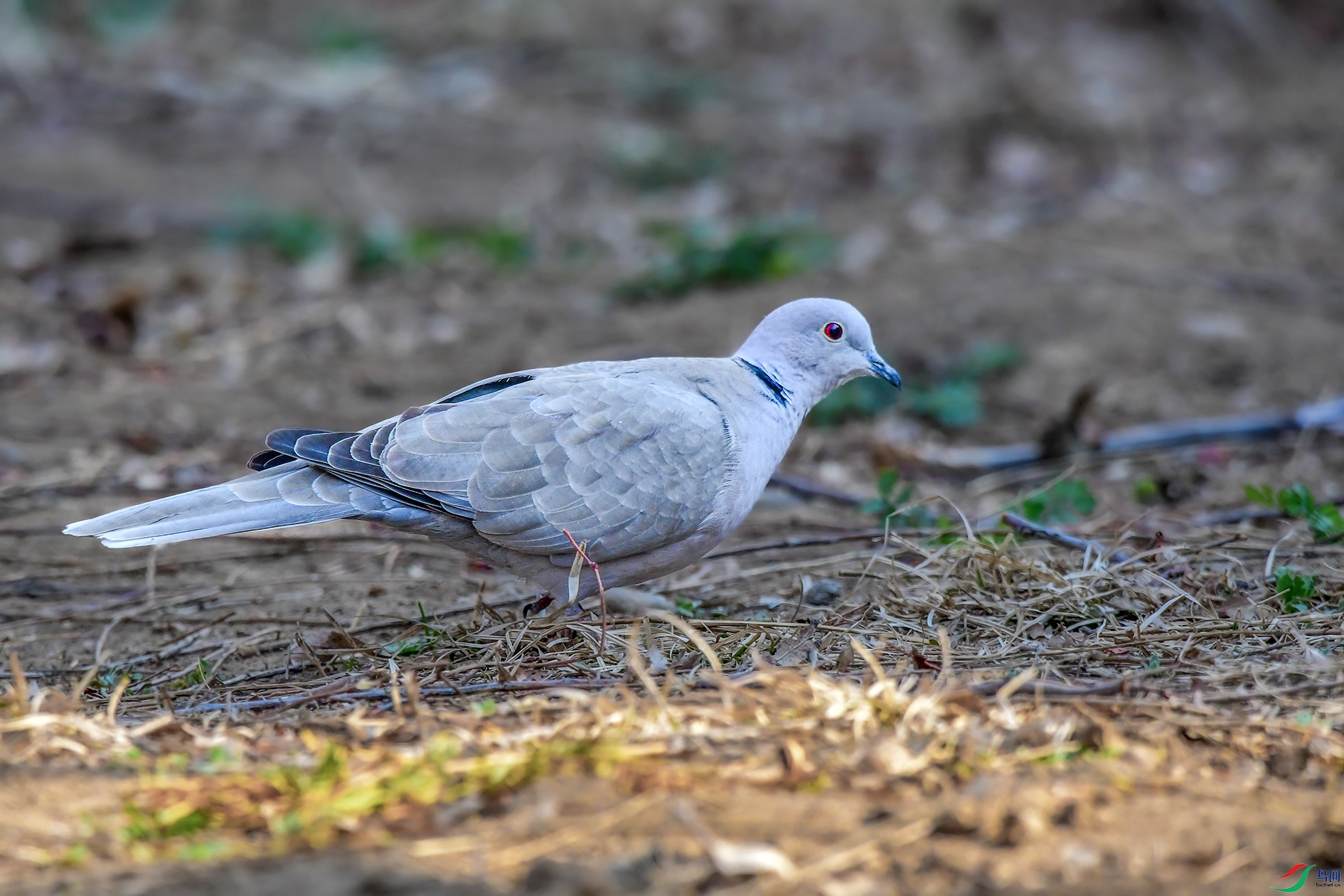 DSC_8051_��ͼ�� ����.jpg