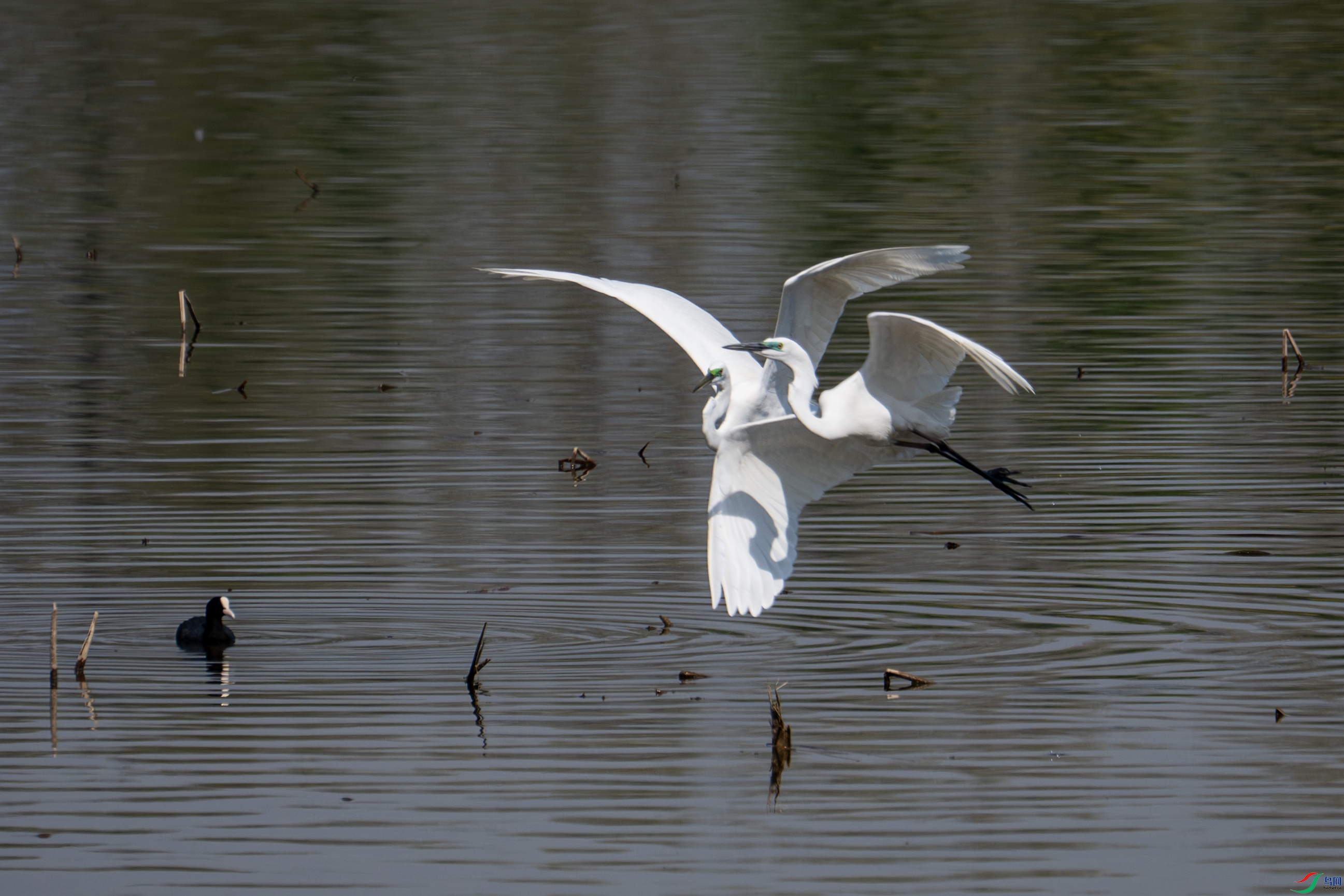 DSC_9476-����.jpg
