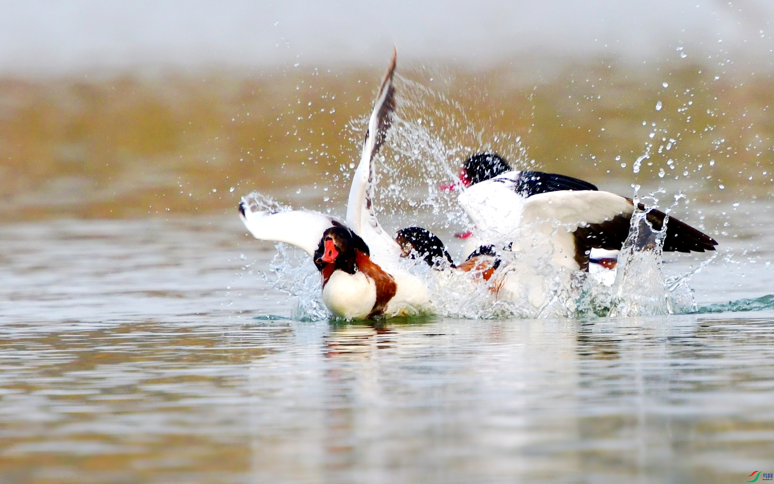 DSC_2882_conew10.jpg