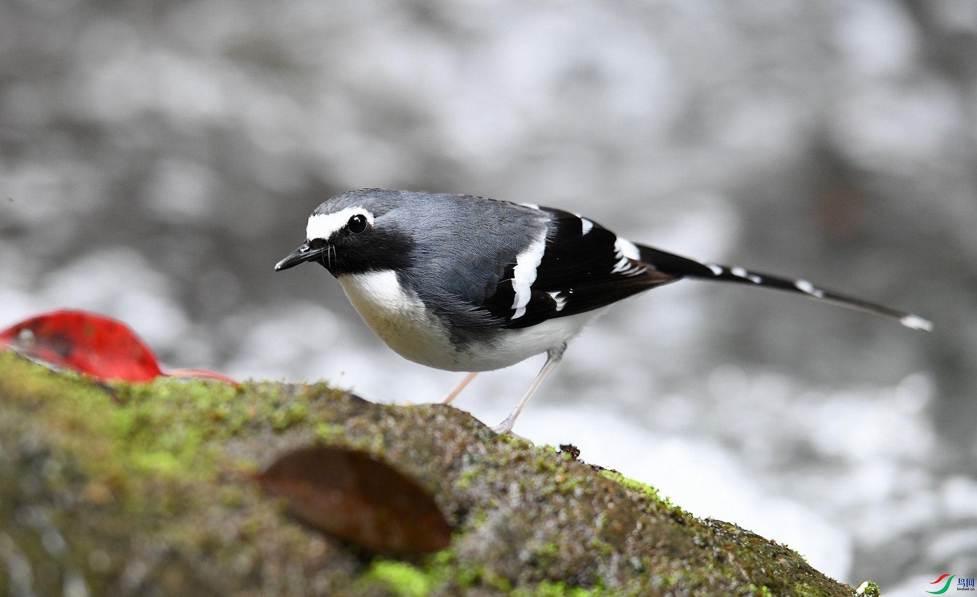 DSC_9617.jpg