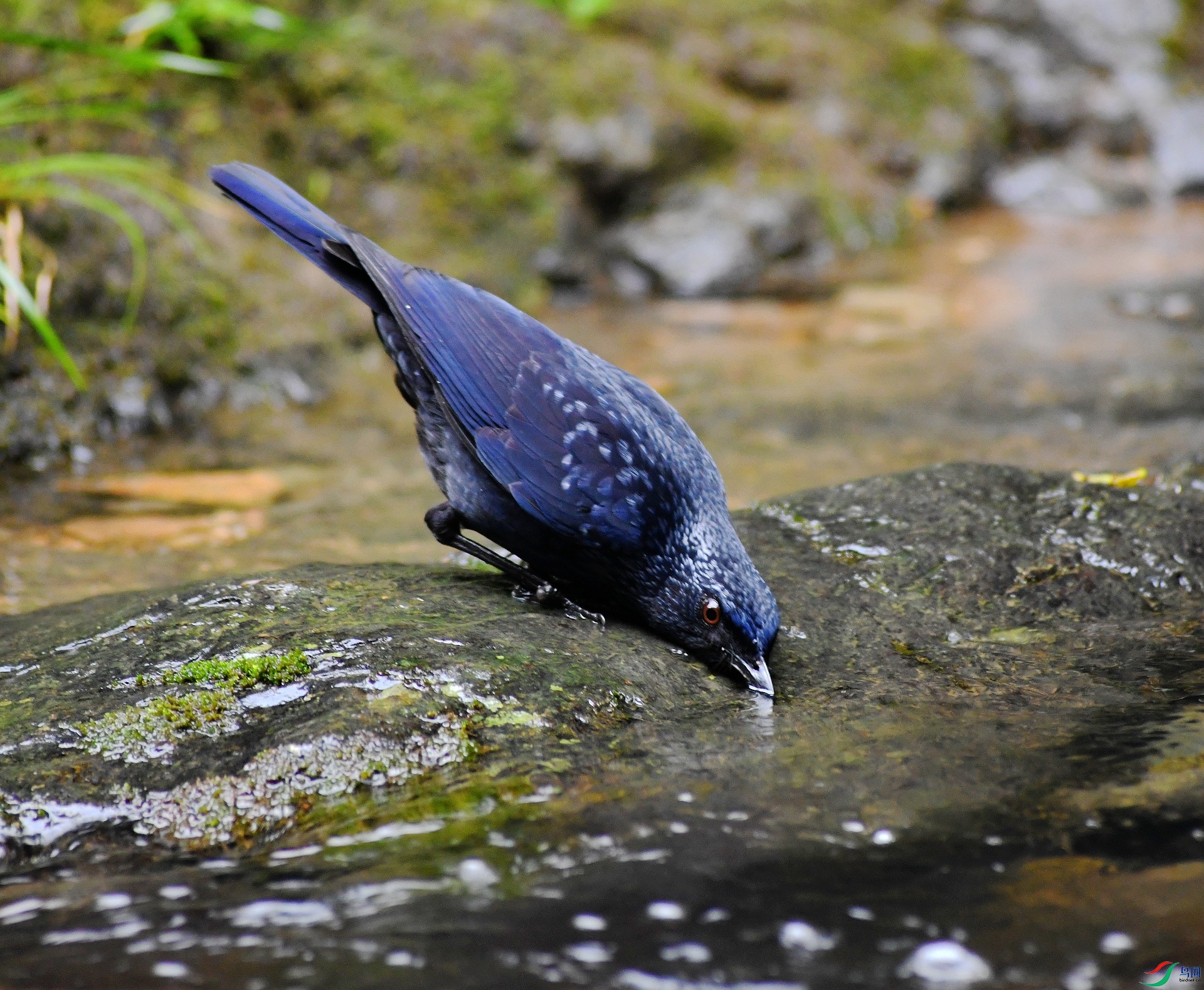 DSC_7985.jpg