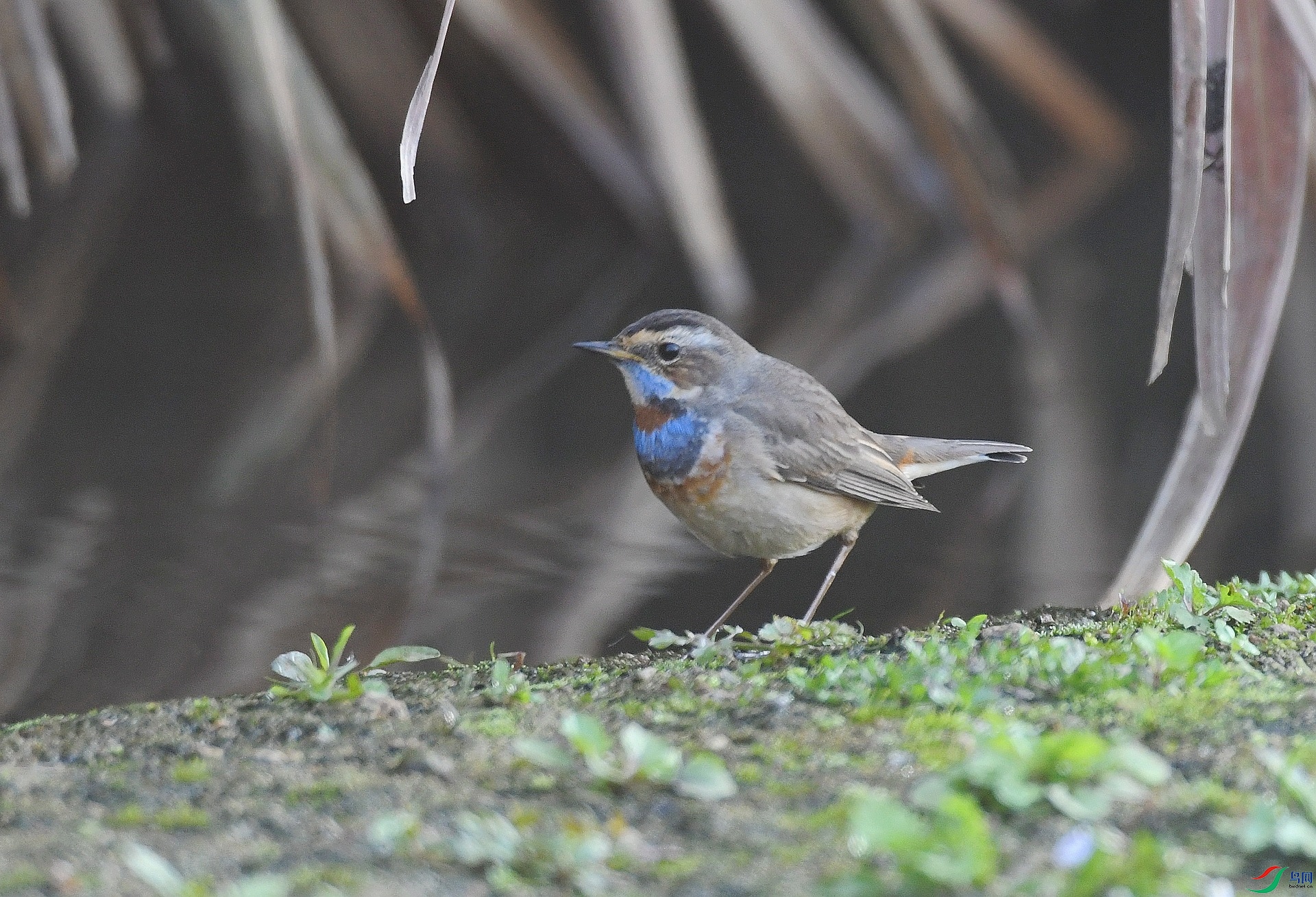 DSC_9301.jpg