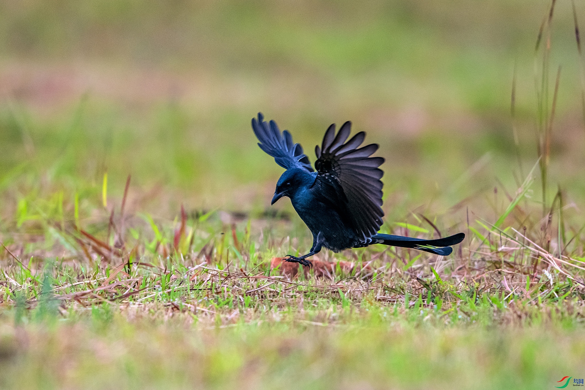 _AUU0182 �ھ�β(25.9.22).jpg