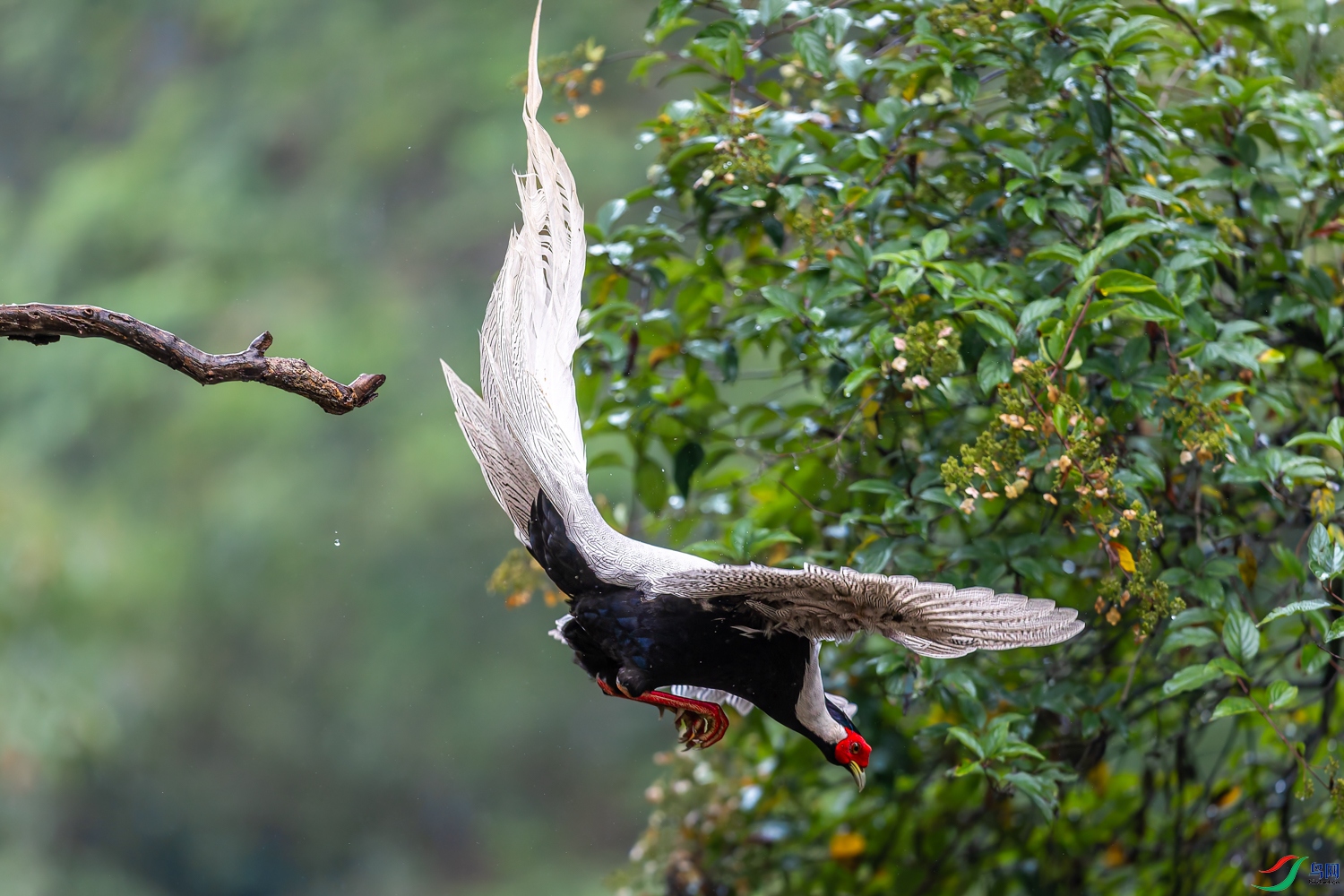 A96I7115-DxO_DeepPRIME 3.jpg