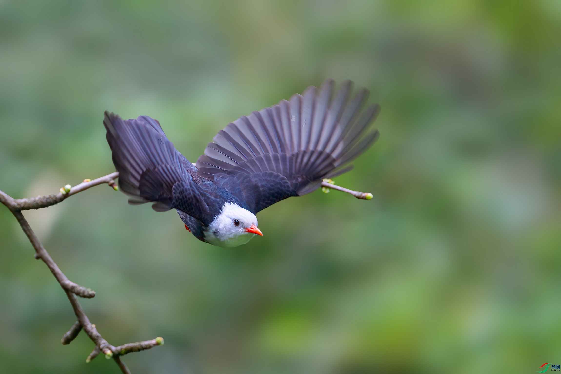 DSC_3713-����ǿ-NR ����01.jpg