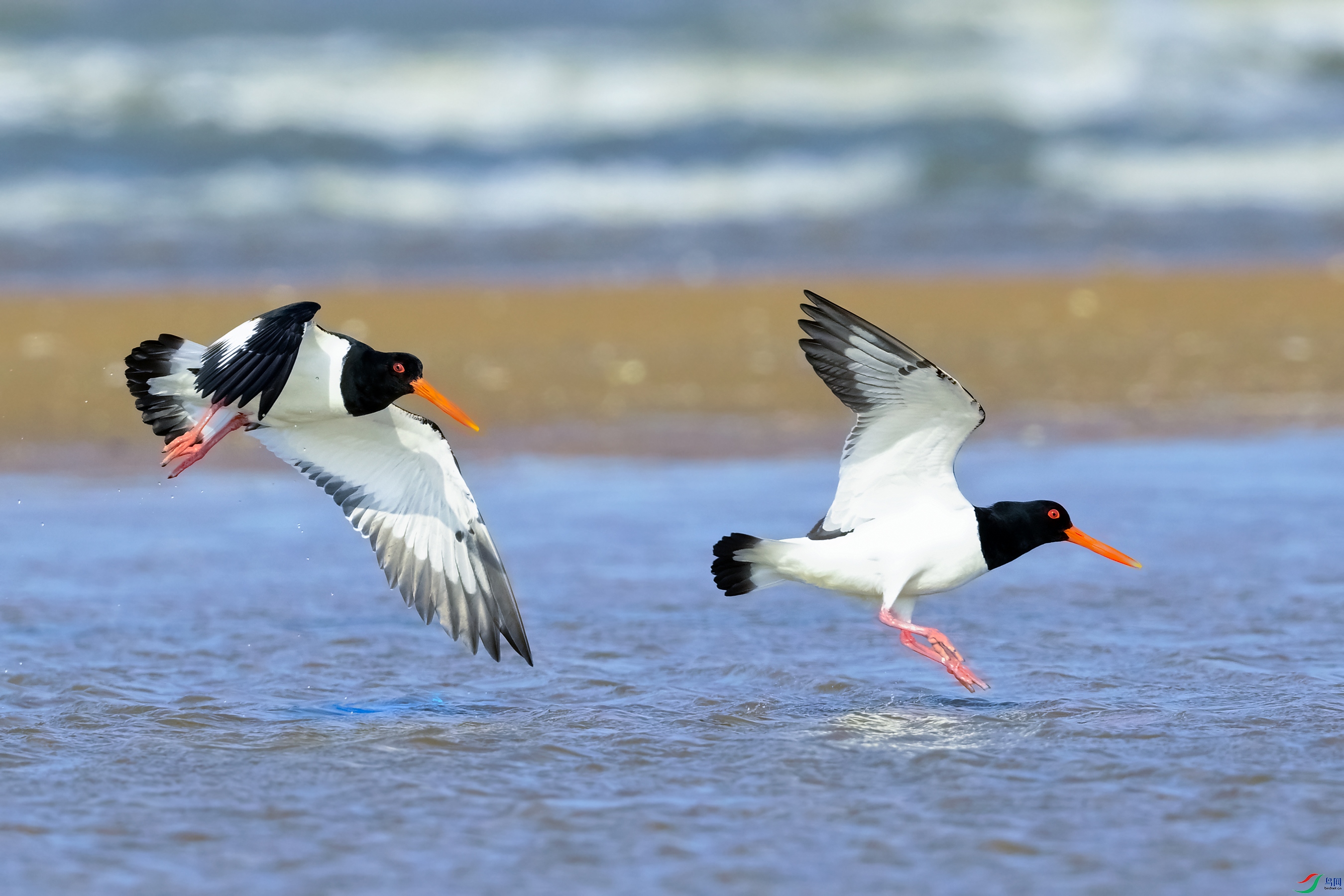 _DSC4082x.jpg
