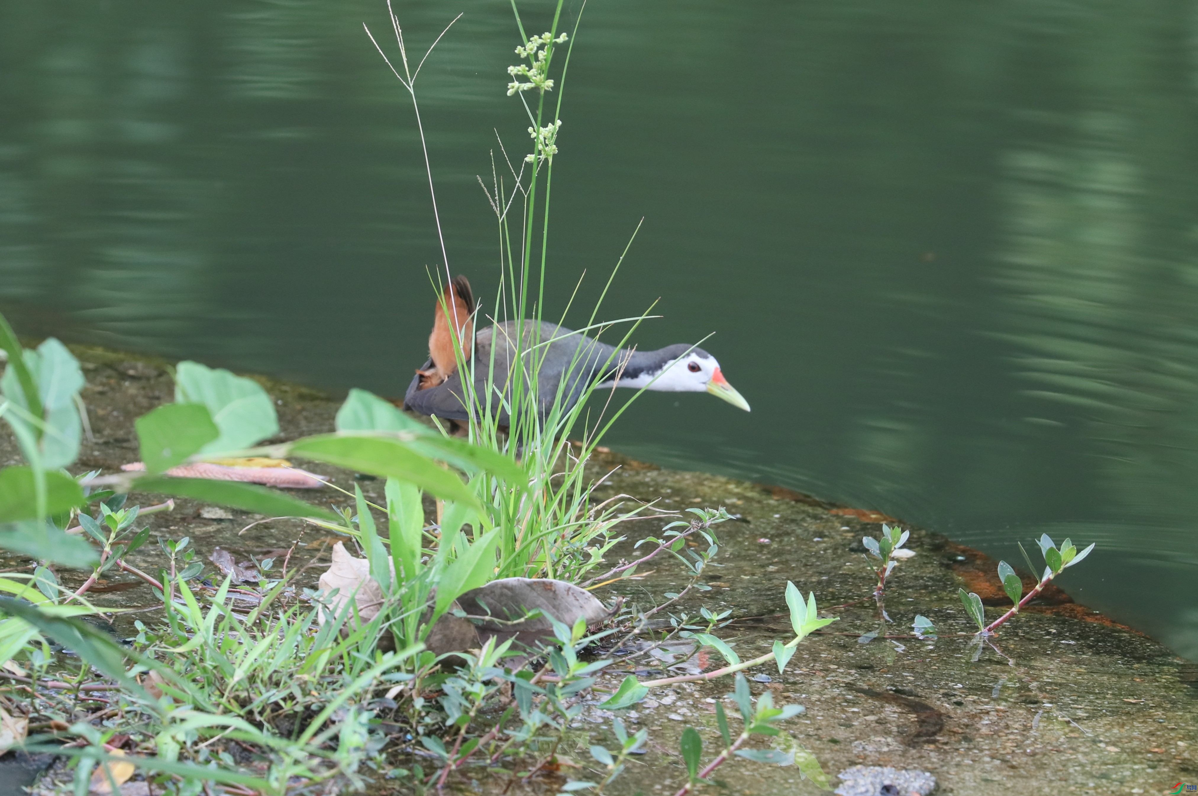 BL7A6433.JPG