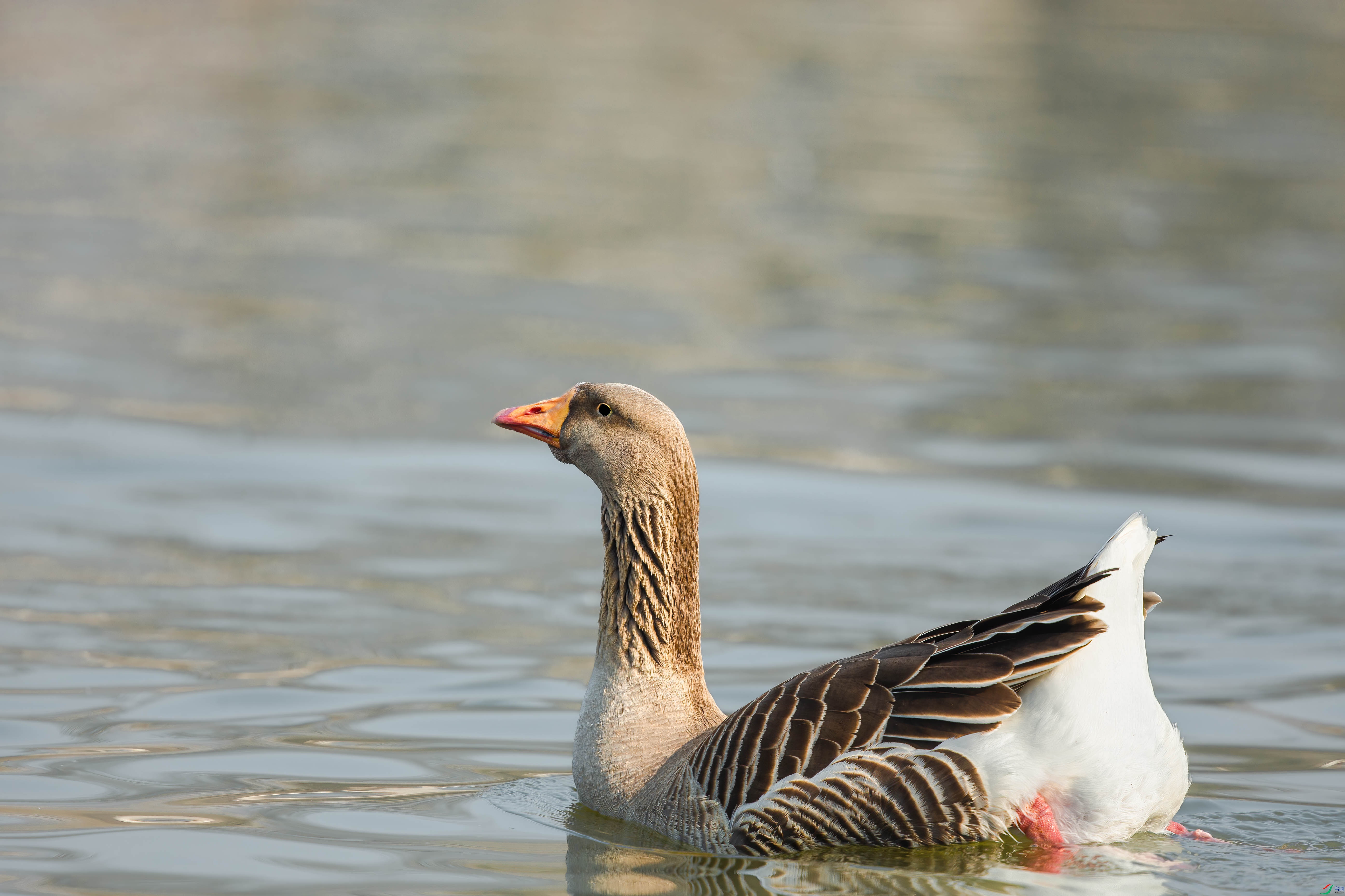 AQ4P7571-1.jpg