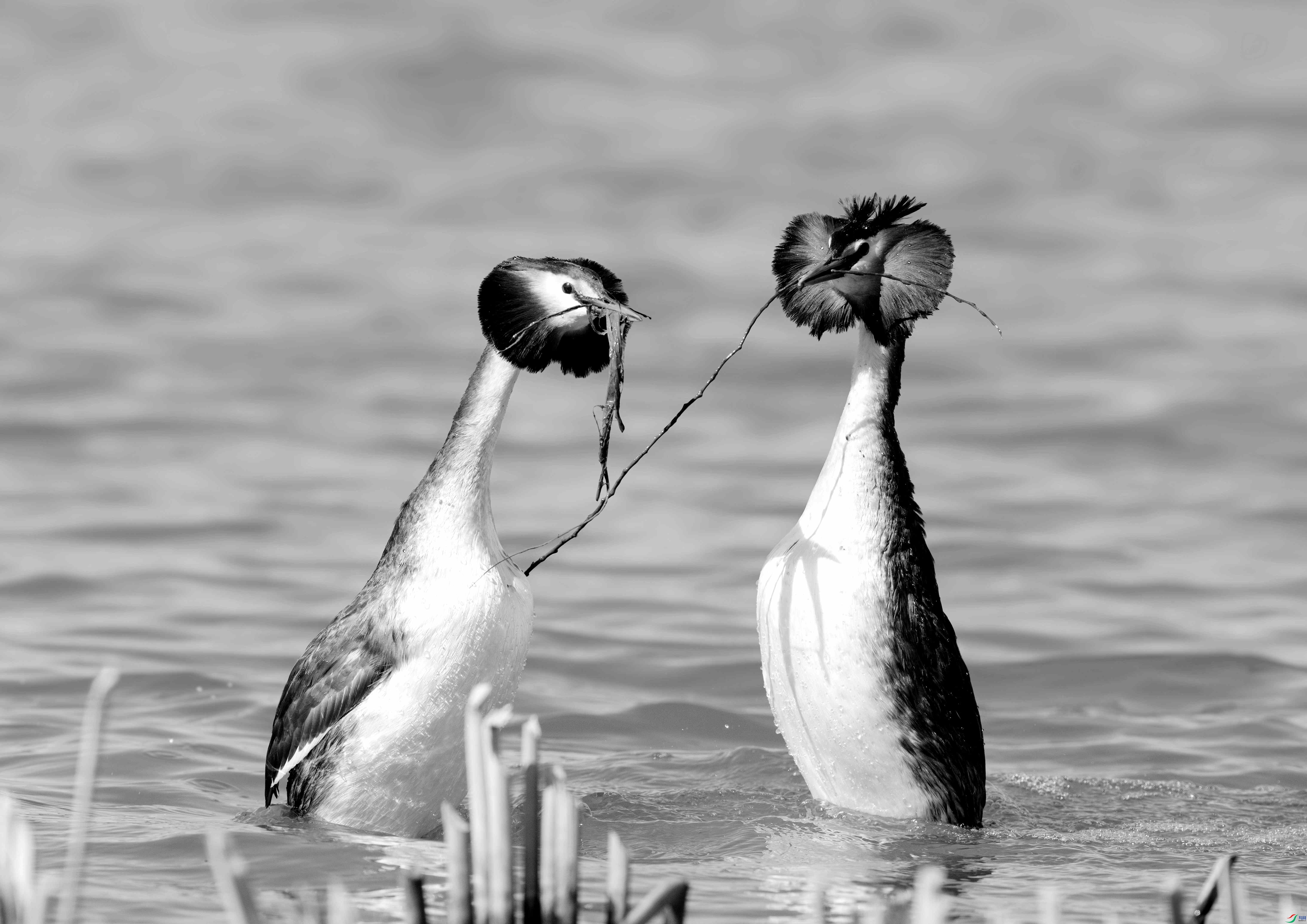 DSC07748 ����_����.jpg