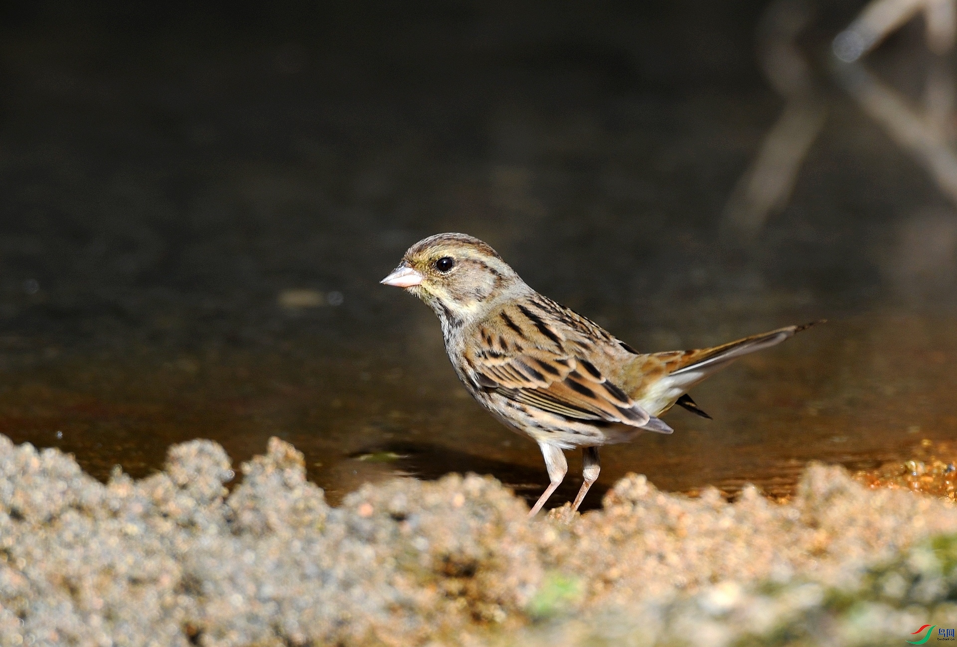 DSC_6036.jpg