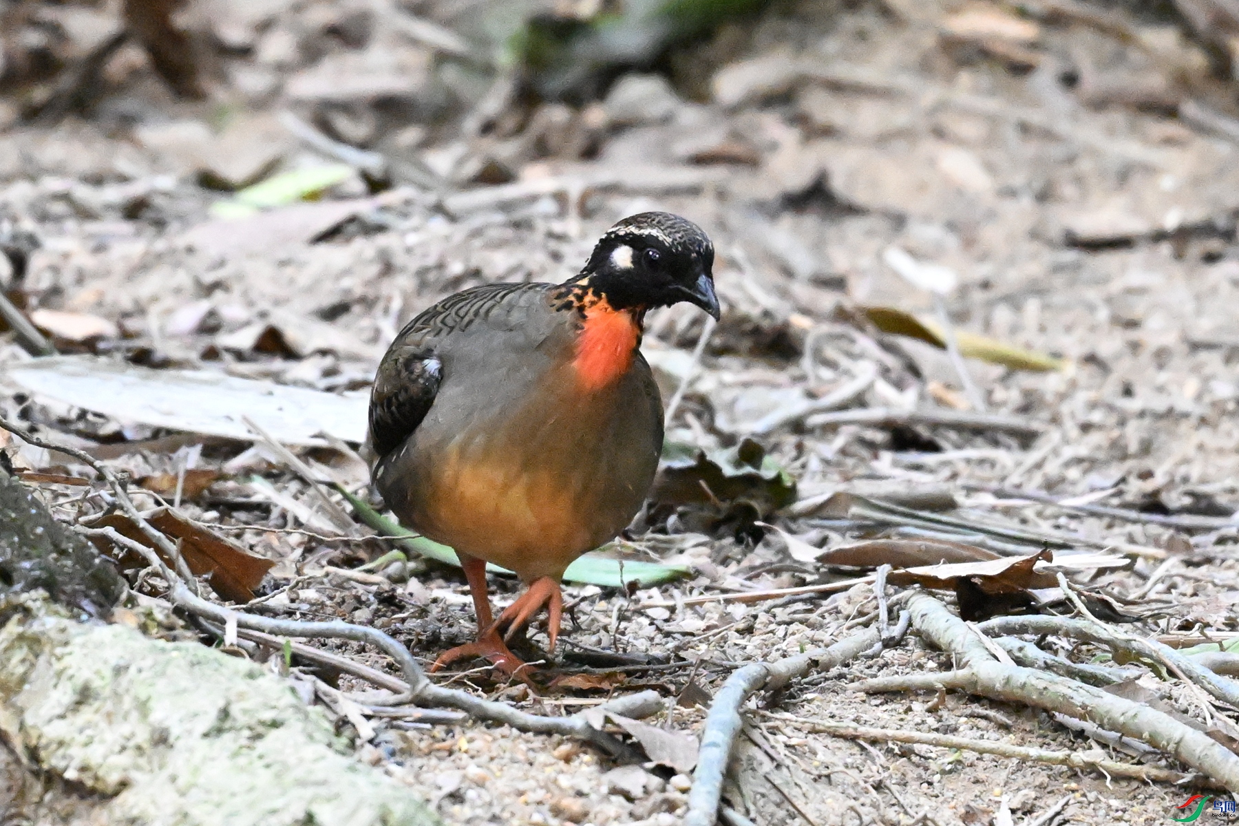 DSC_7383.JPG