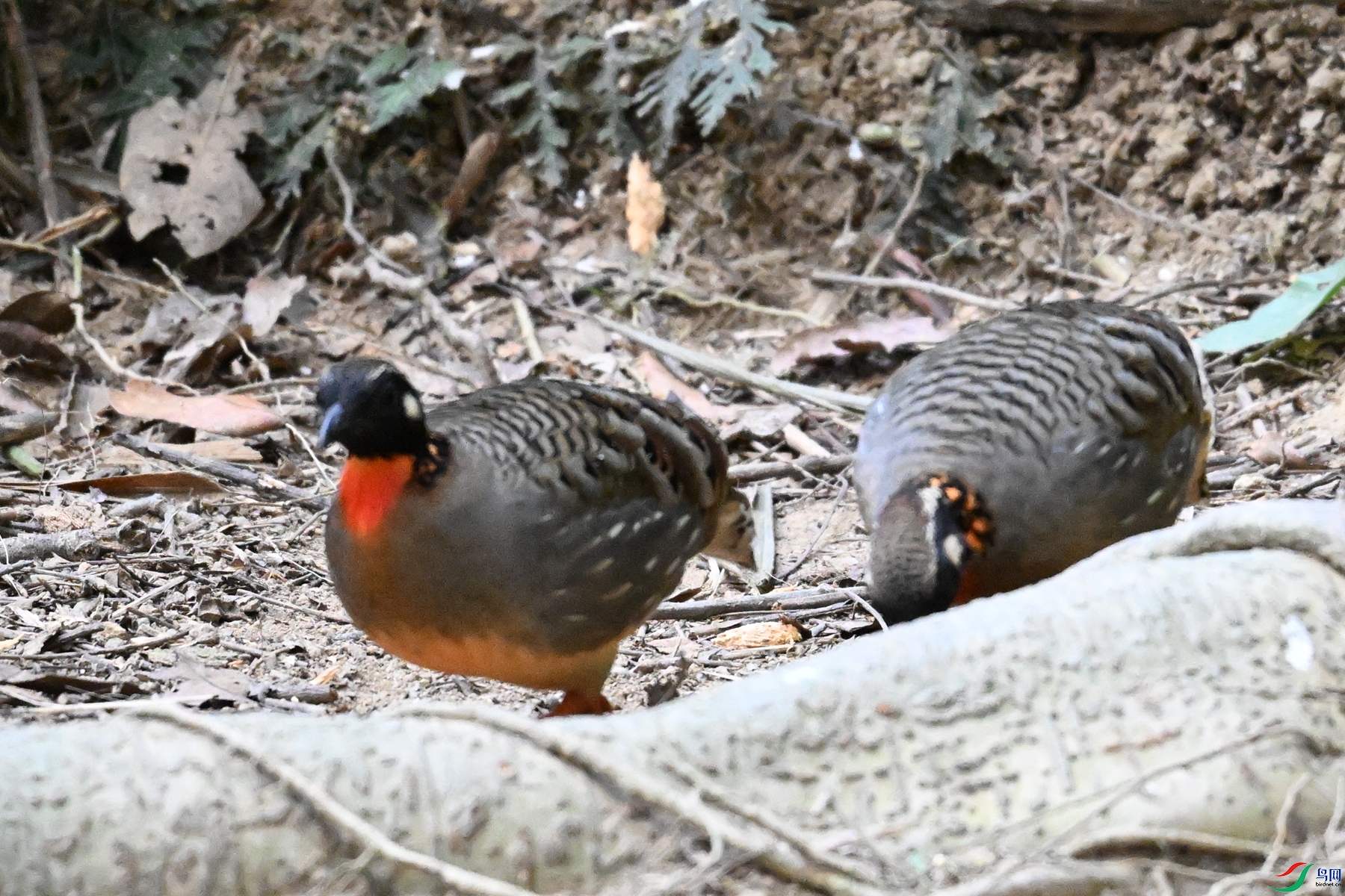 DSC_7413.JPG