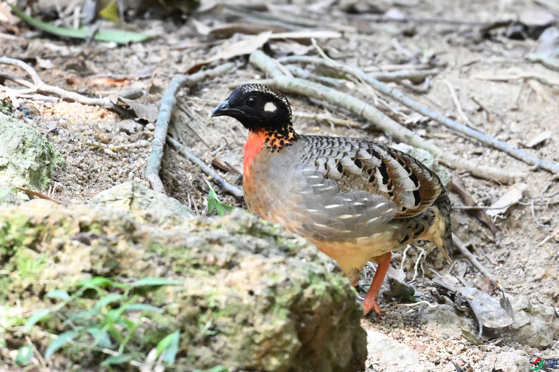DSC_7432.JPG