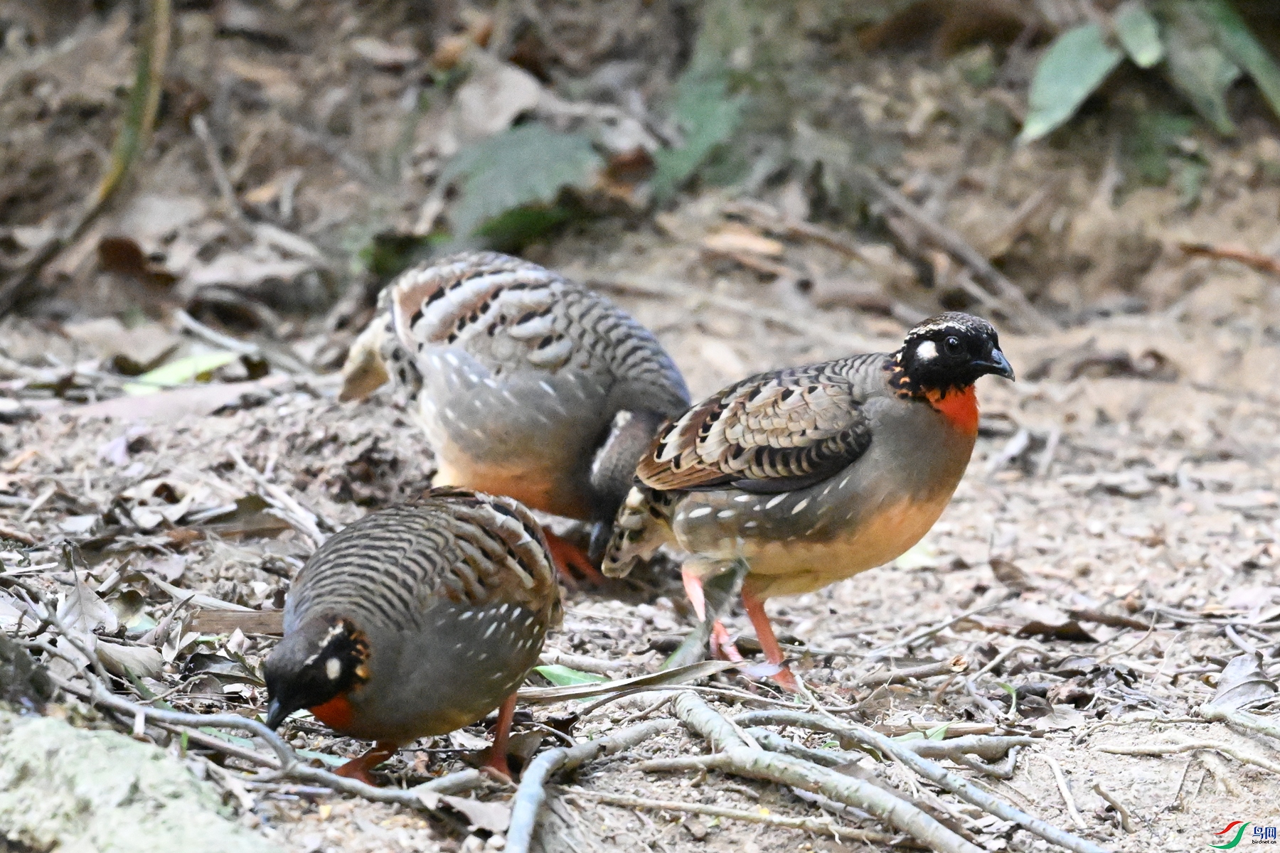 DSC_7350.JPG
