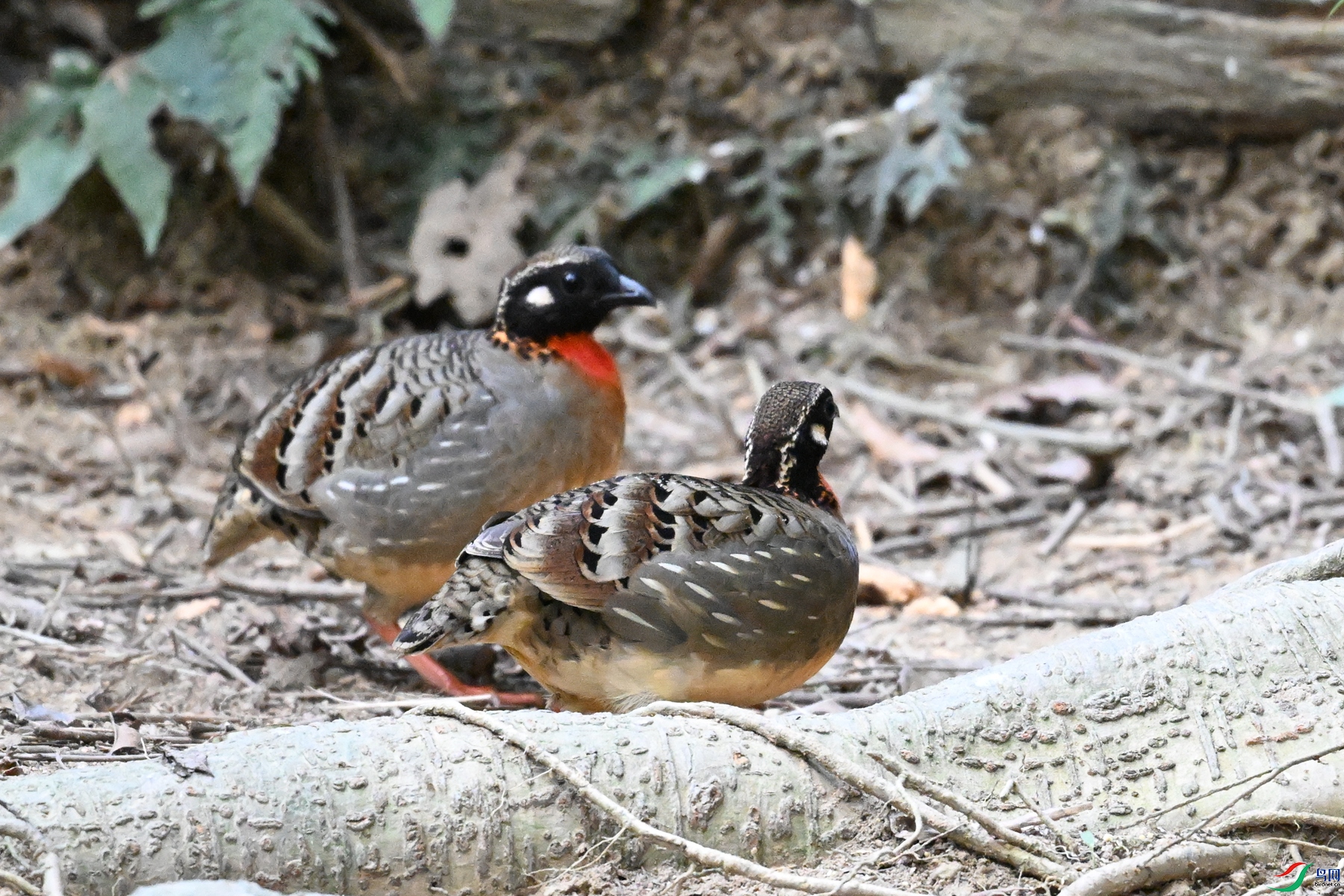 DSC_7368.JPG