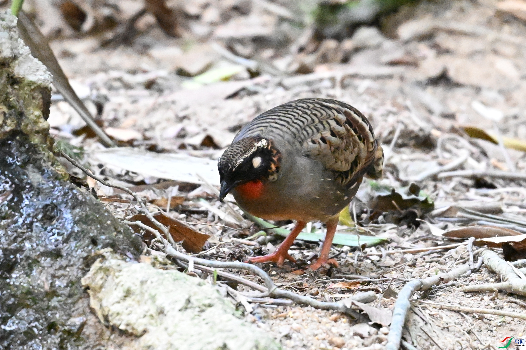 DSC_7379.JPG