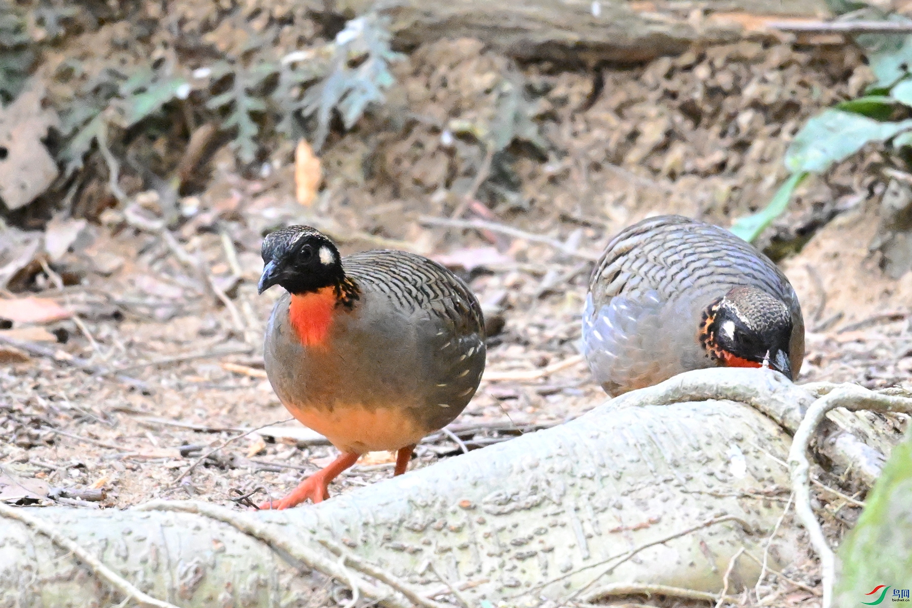 DSC_7410.JPG