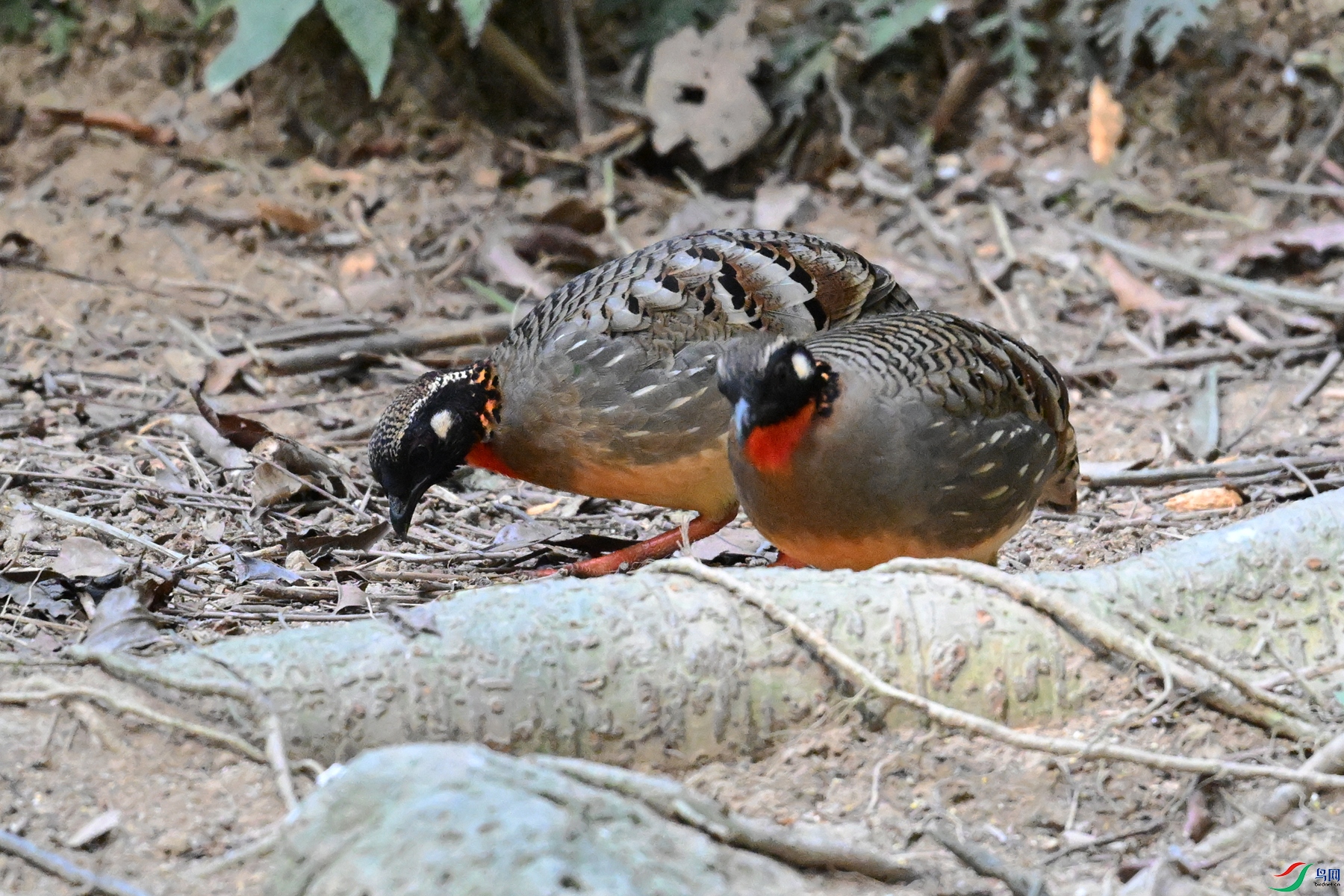 DSC_7416.JPG
