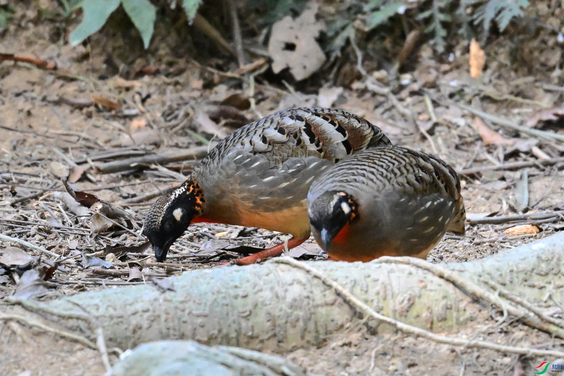 DSC_7417.JPG