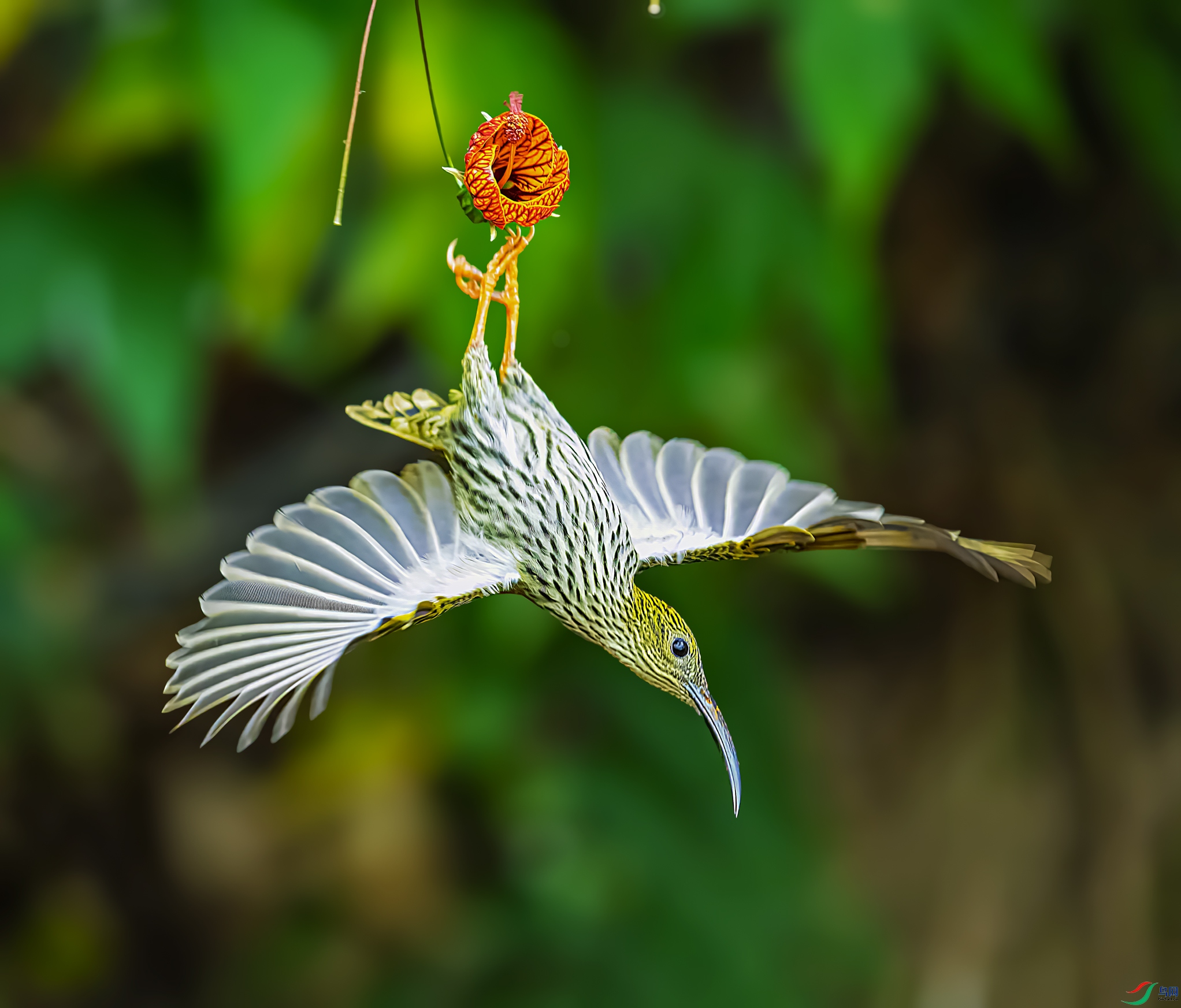 �Ʊ�������