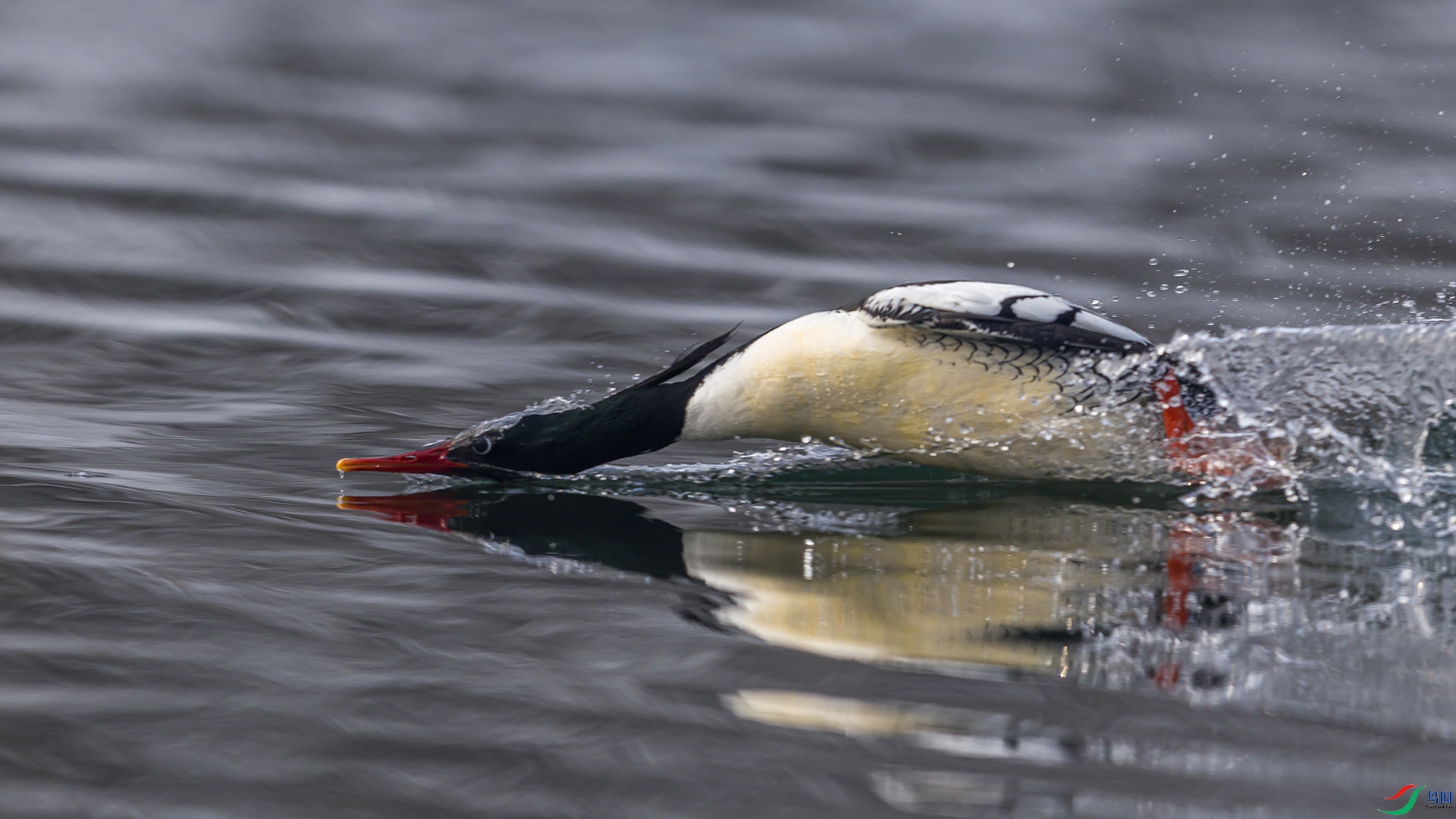 051A6344 ����n.jpg