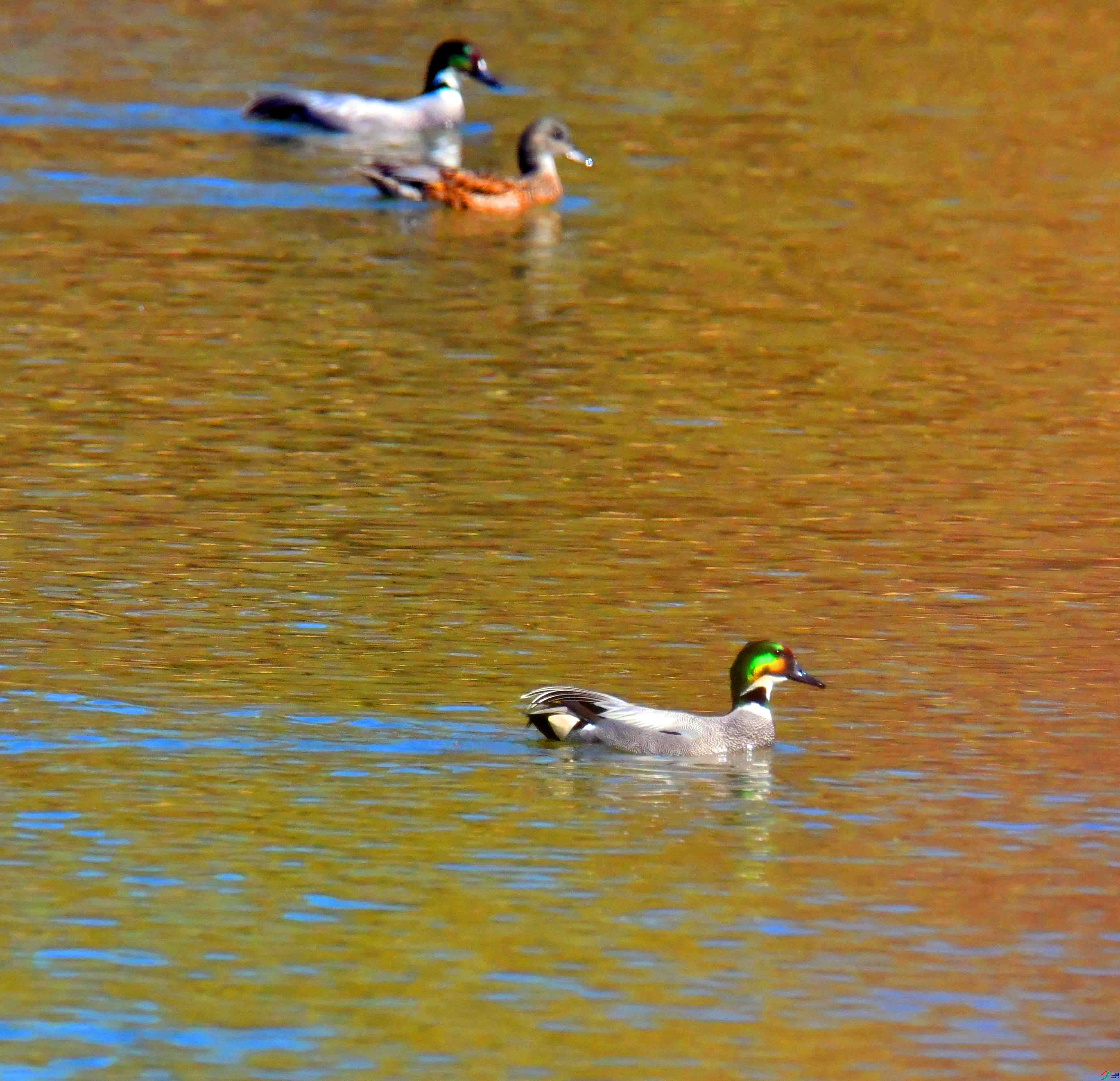 DSC_0807.JPG