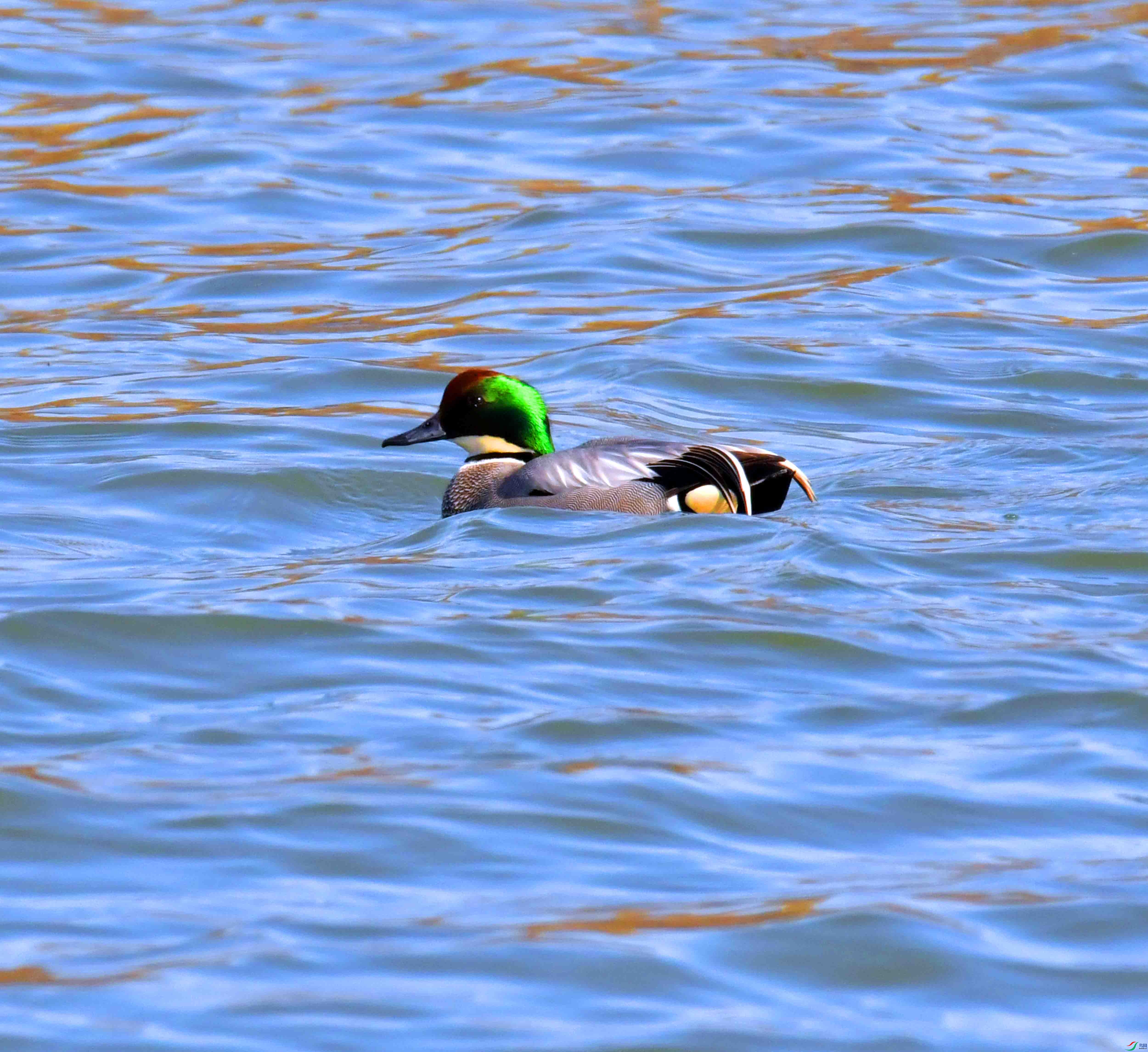 DSC_6648.JPG