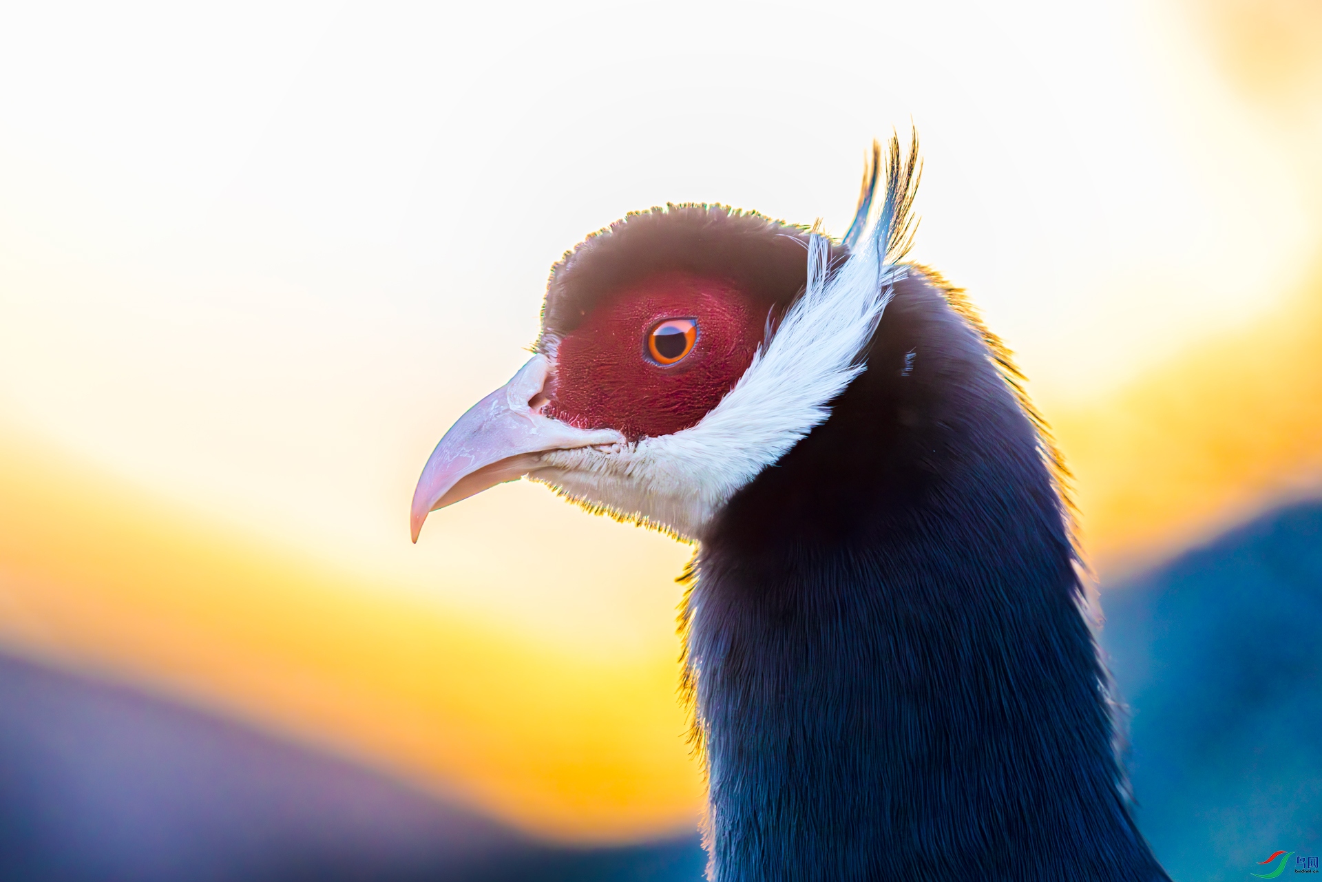 1A3A8756-����ǿ-NR.jpg