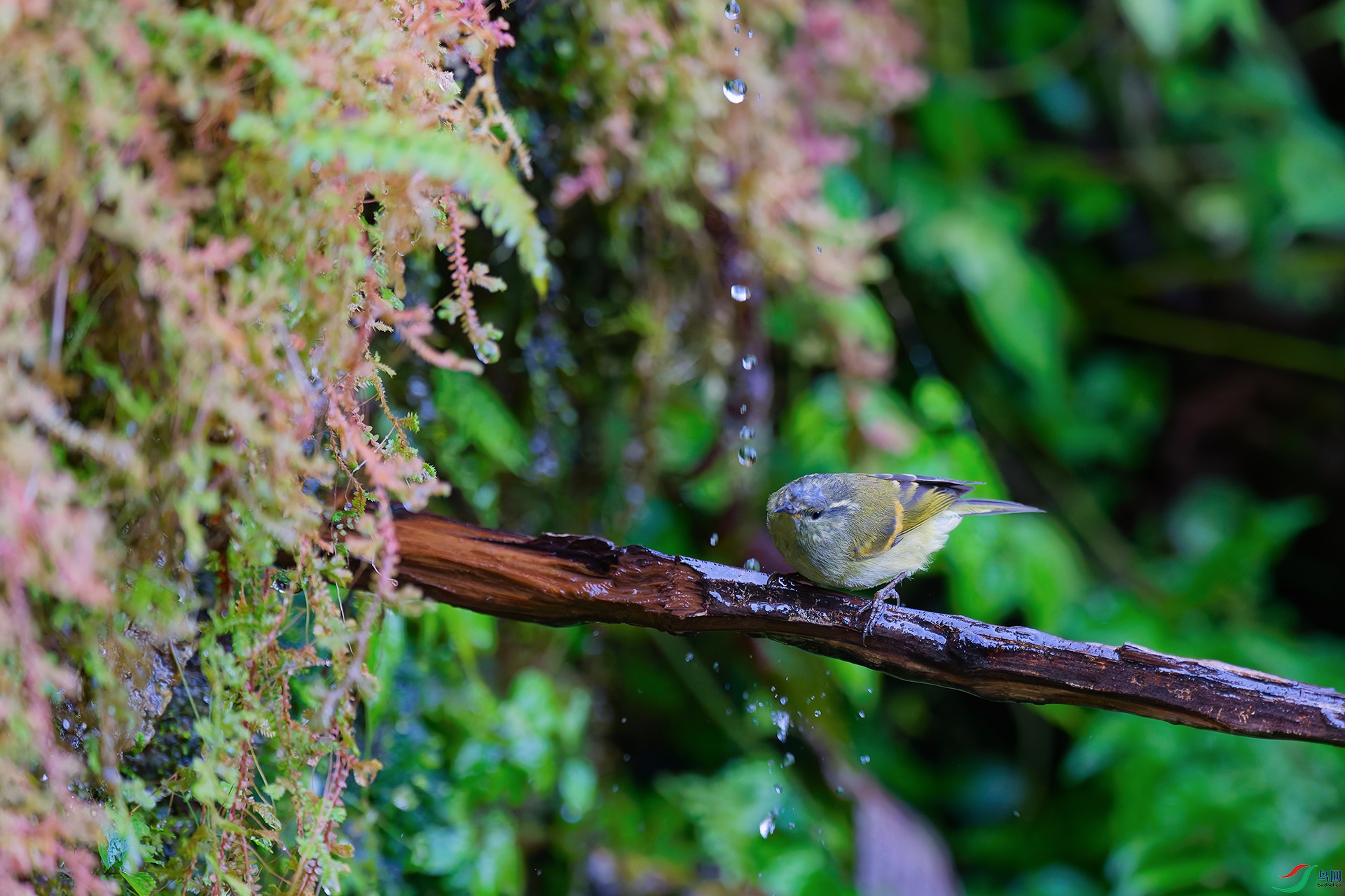 DSC_2517_DxO_DxOa.jpg