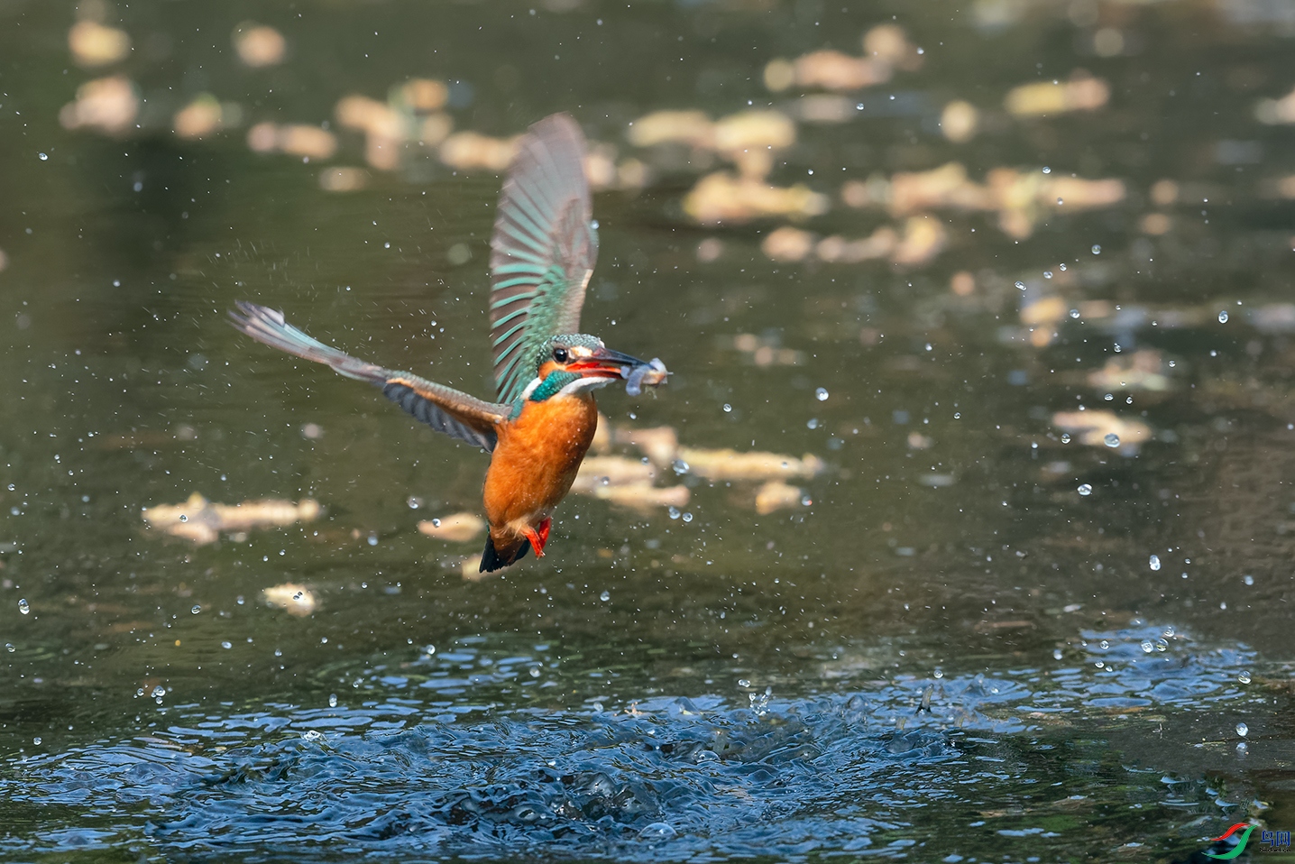 DSC_2683_DxOa.jpg