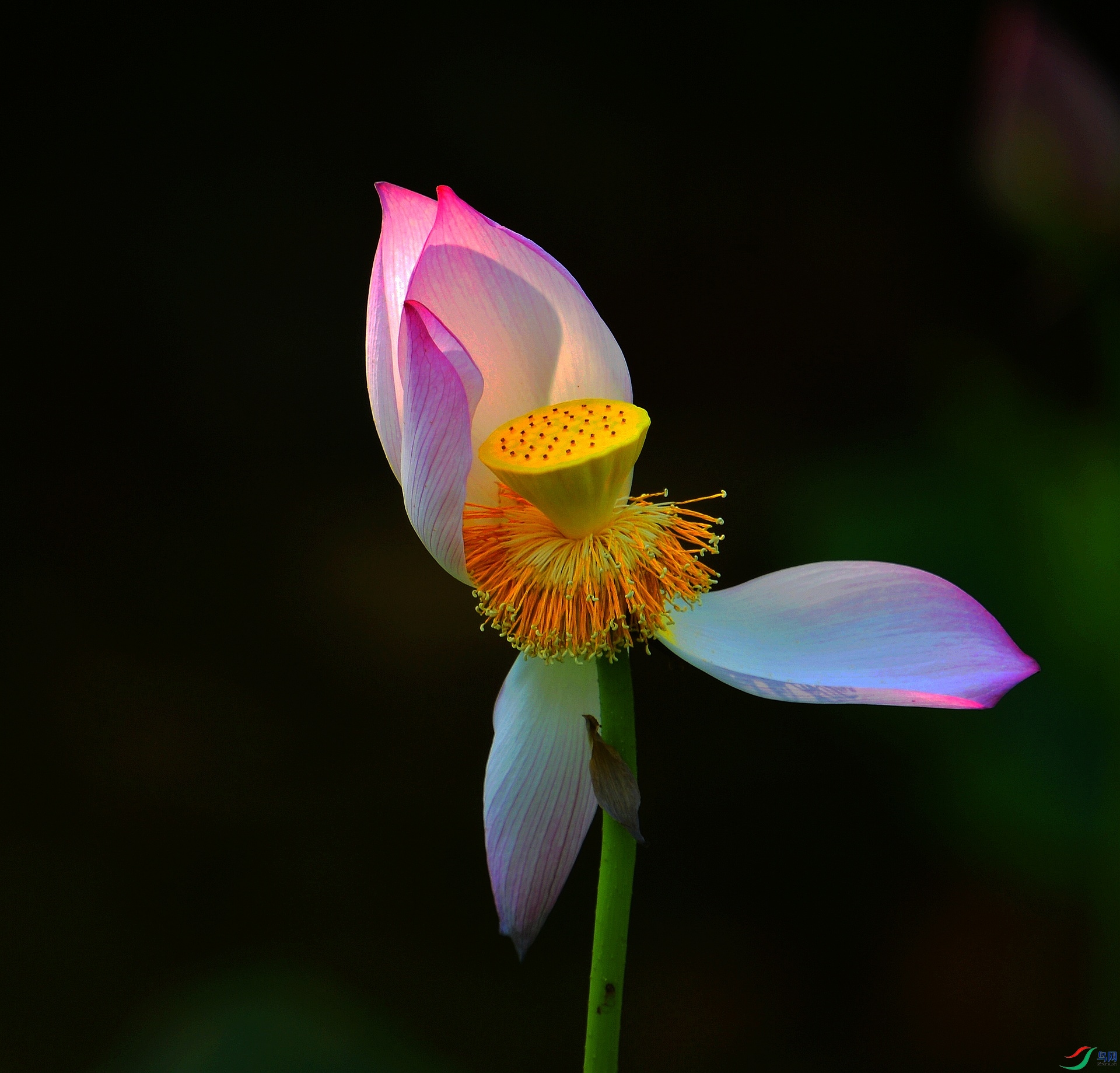 1DS_6605.jpg
