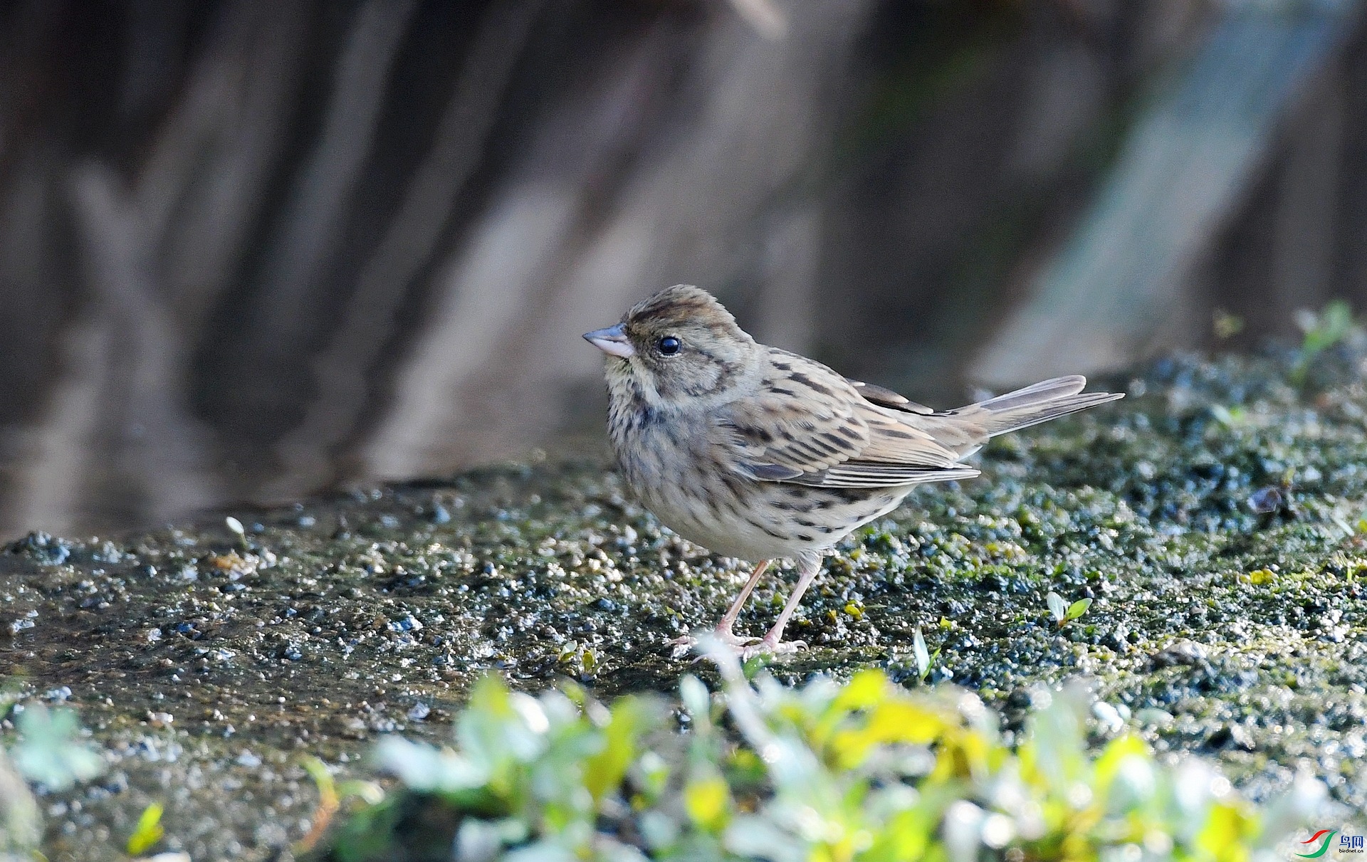 DSC_9743.jpg