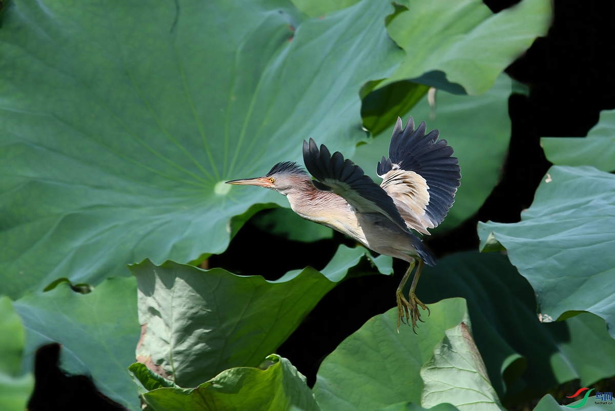 DSC_4822.JPG