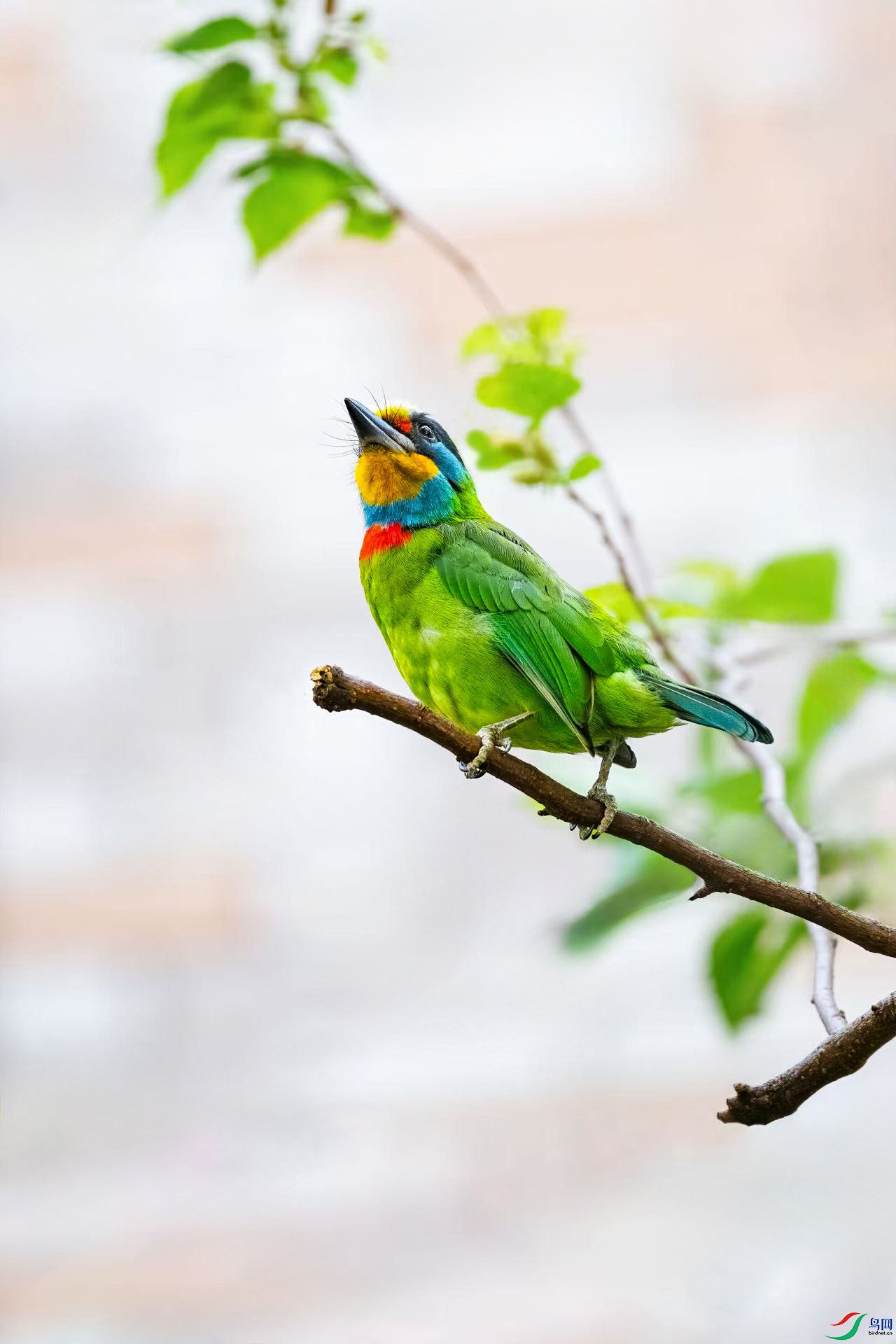 ̨������ľ��