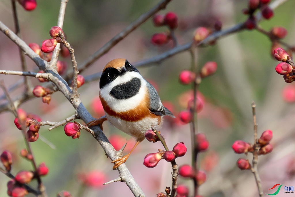 ��ͷ��βɽȸ