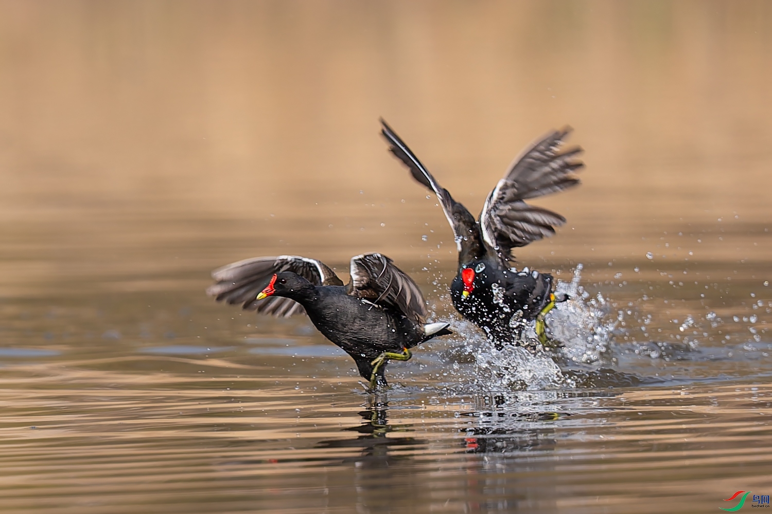 4C4A5976-DxO_DeepPRIME 3.jpg