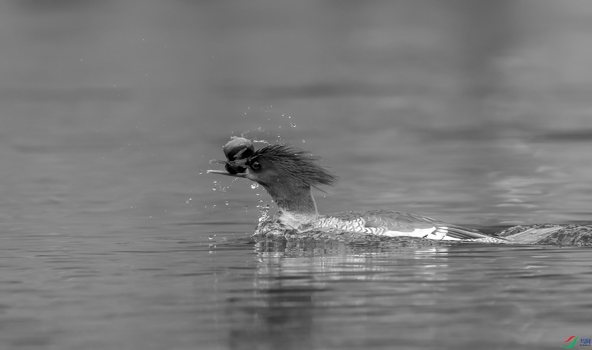 DSC_�л���ɳѼ - ����.jpg