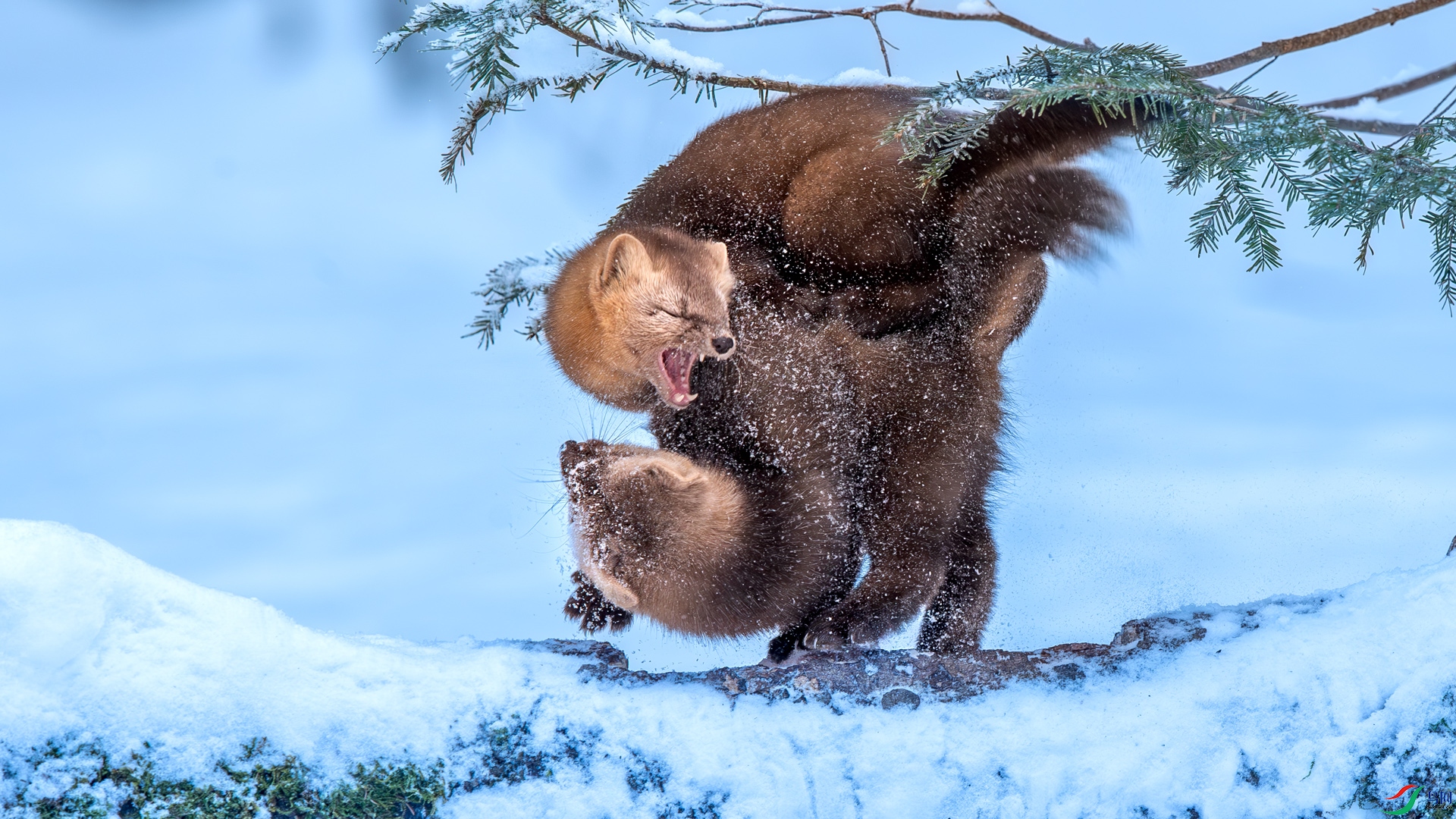 DSC_8487-1.jpg