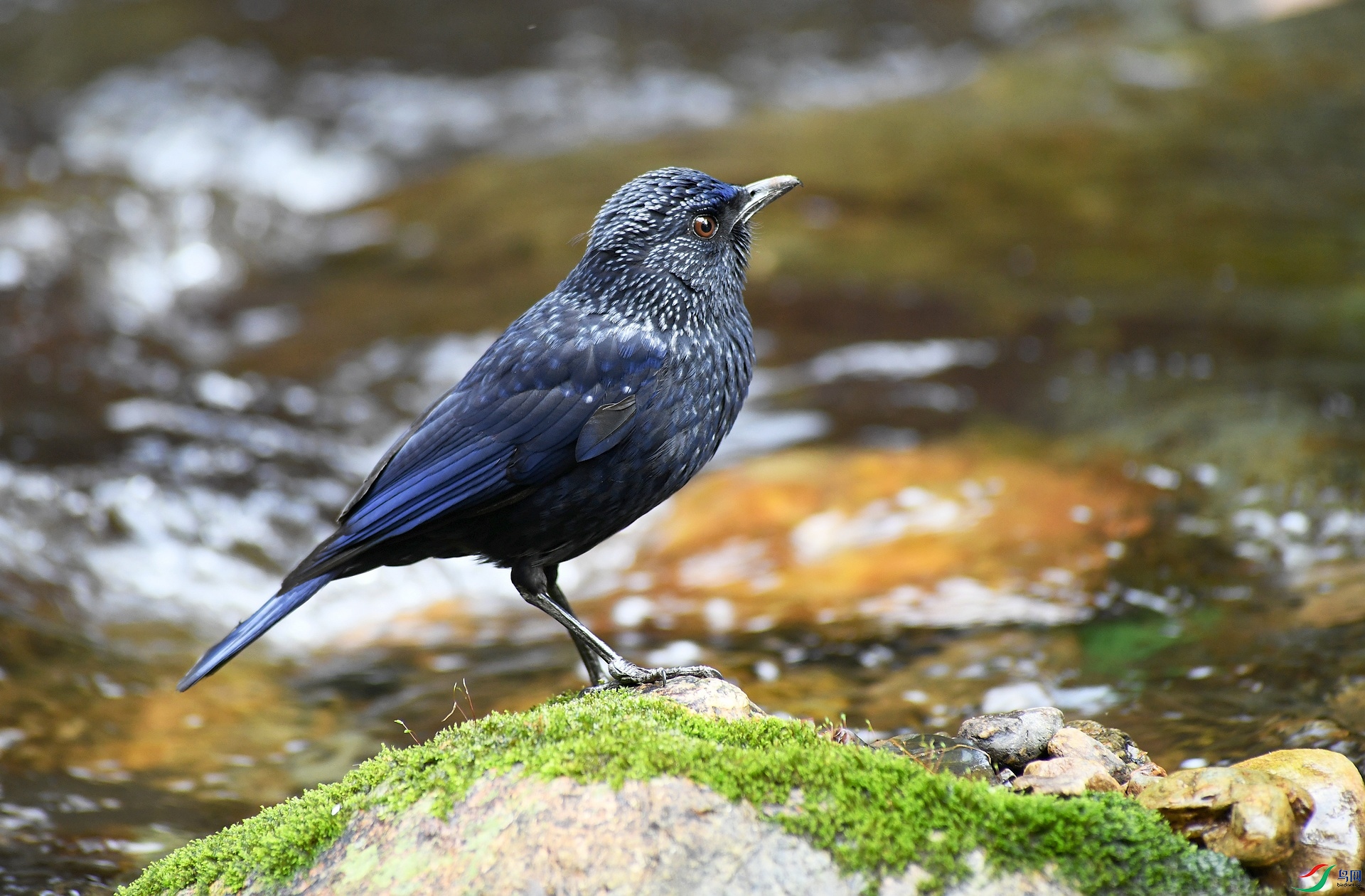DSC_9437.jpg
