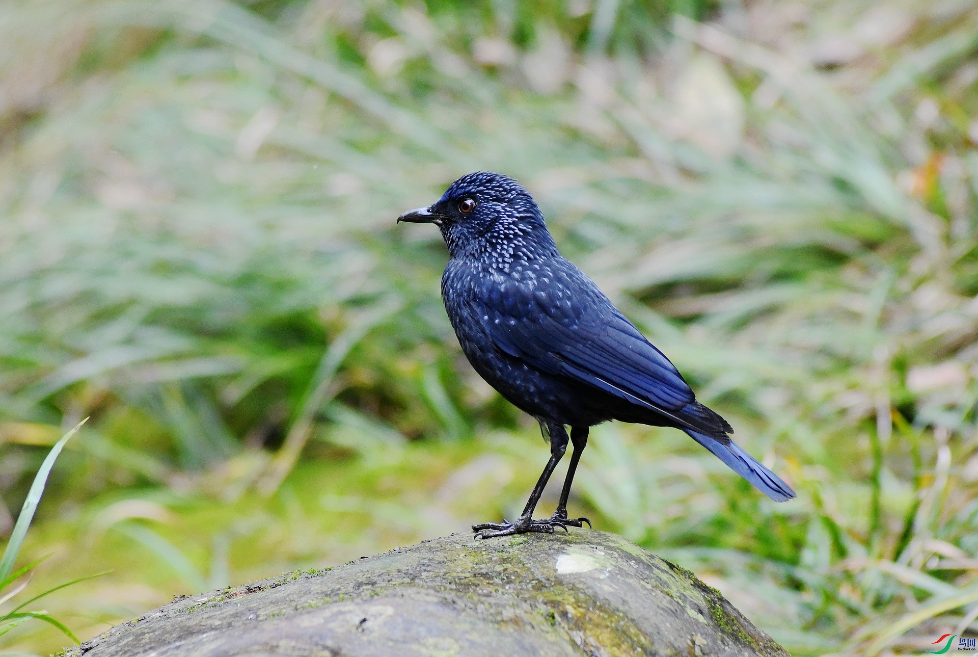 DSC_9496.jpg