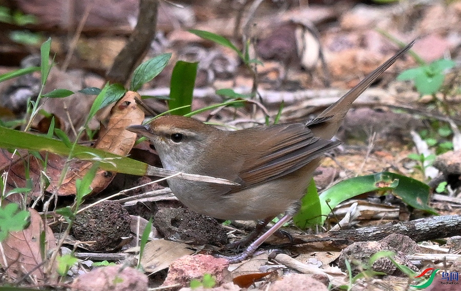 DSC_4267.JPG