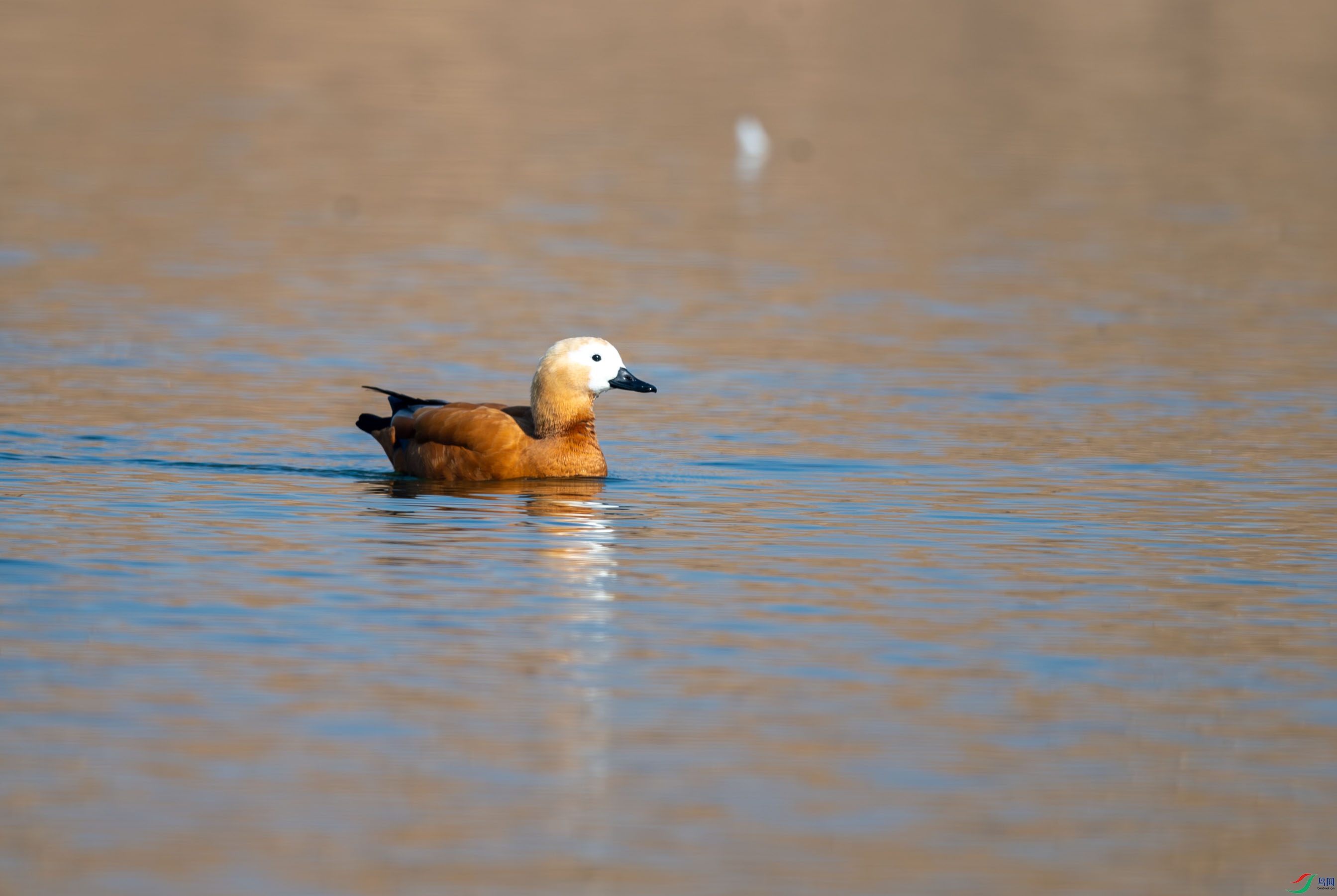 DSC_3708.jpg