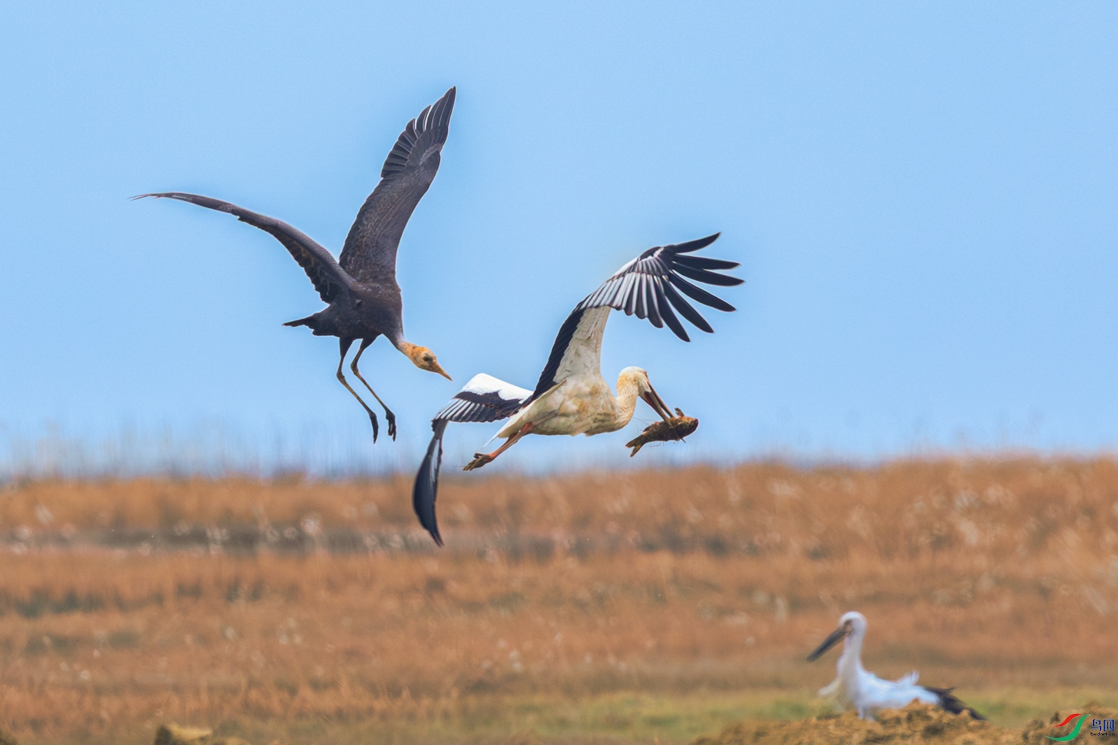 �����٣��׾���-�������