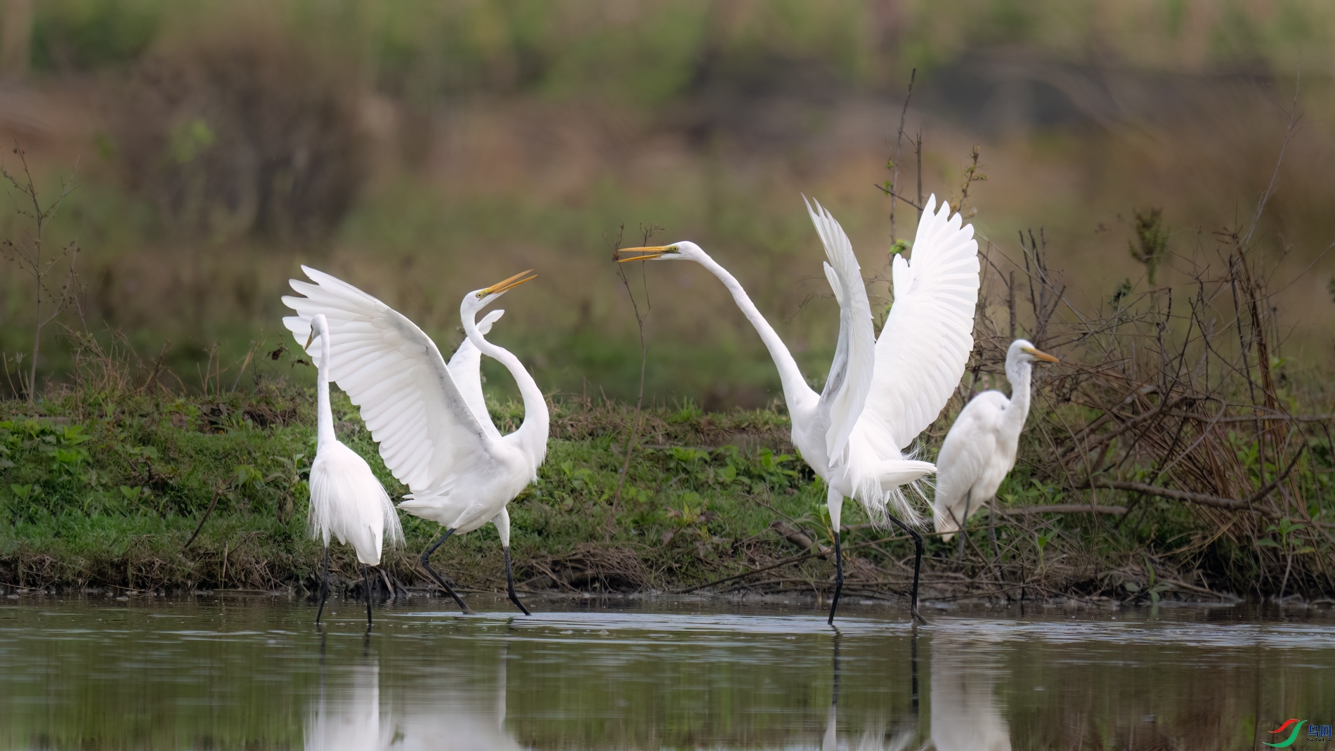 DSC_8337sen2026-2-20-26-�༭-2.jpg